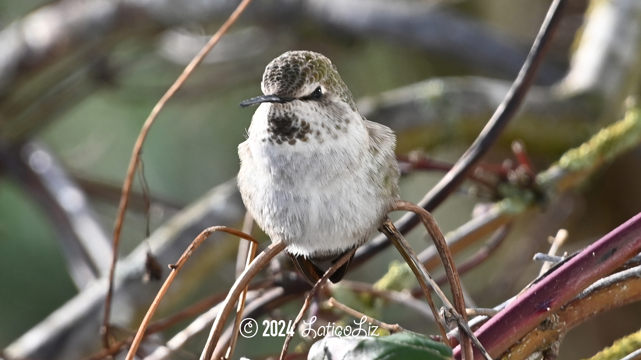 Anna’s Hummingbird January 14, 2024