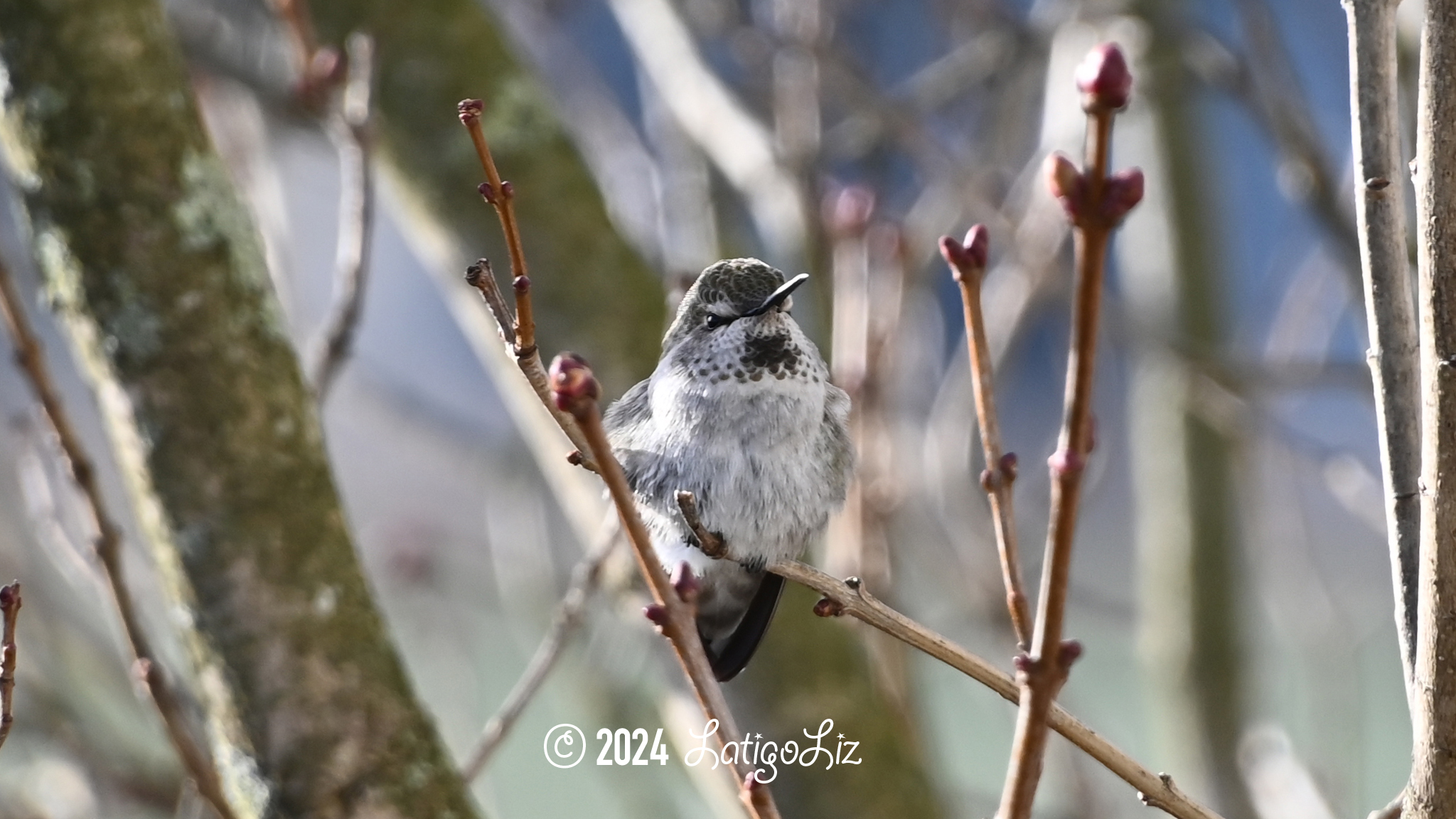 Anna’s Hummingbird January 14, 2024