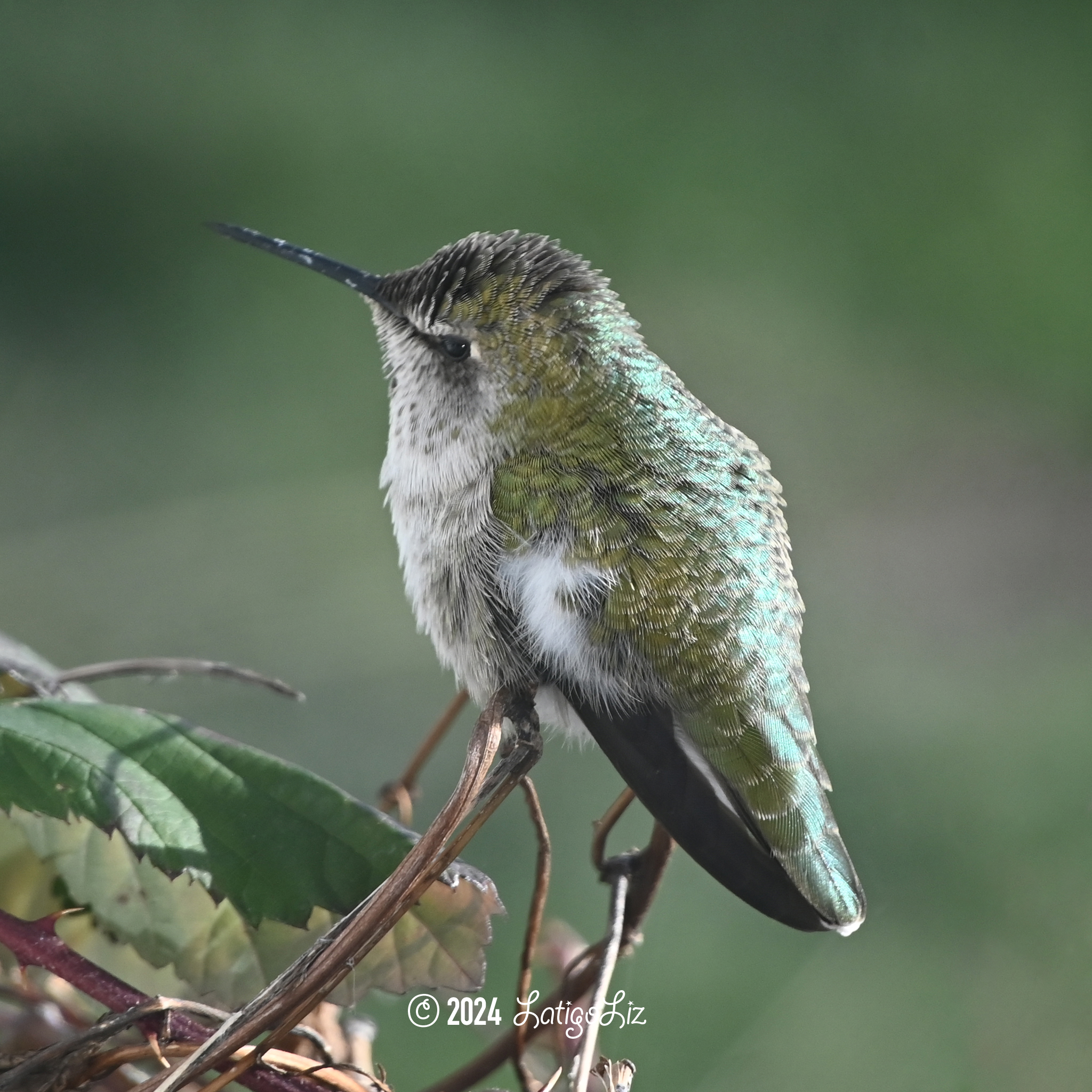 Anna’s Hummingbird January 14, 2024