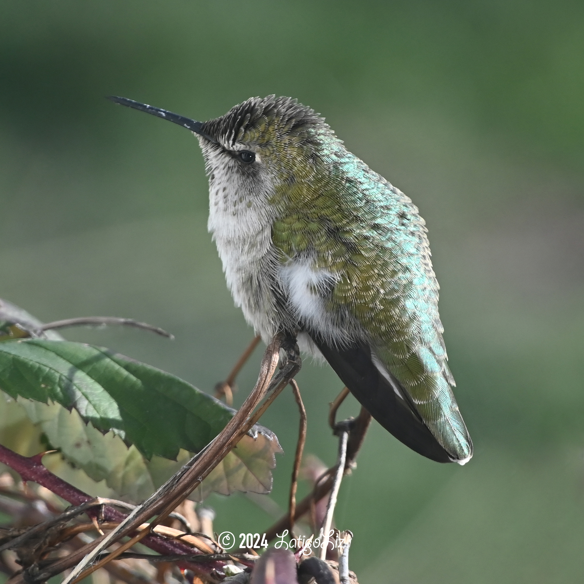 Anna’s Hummingbird January 14, 2024