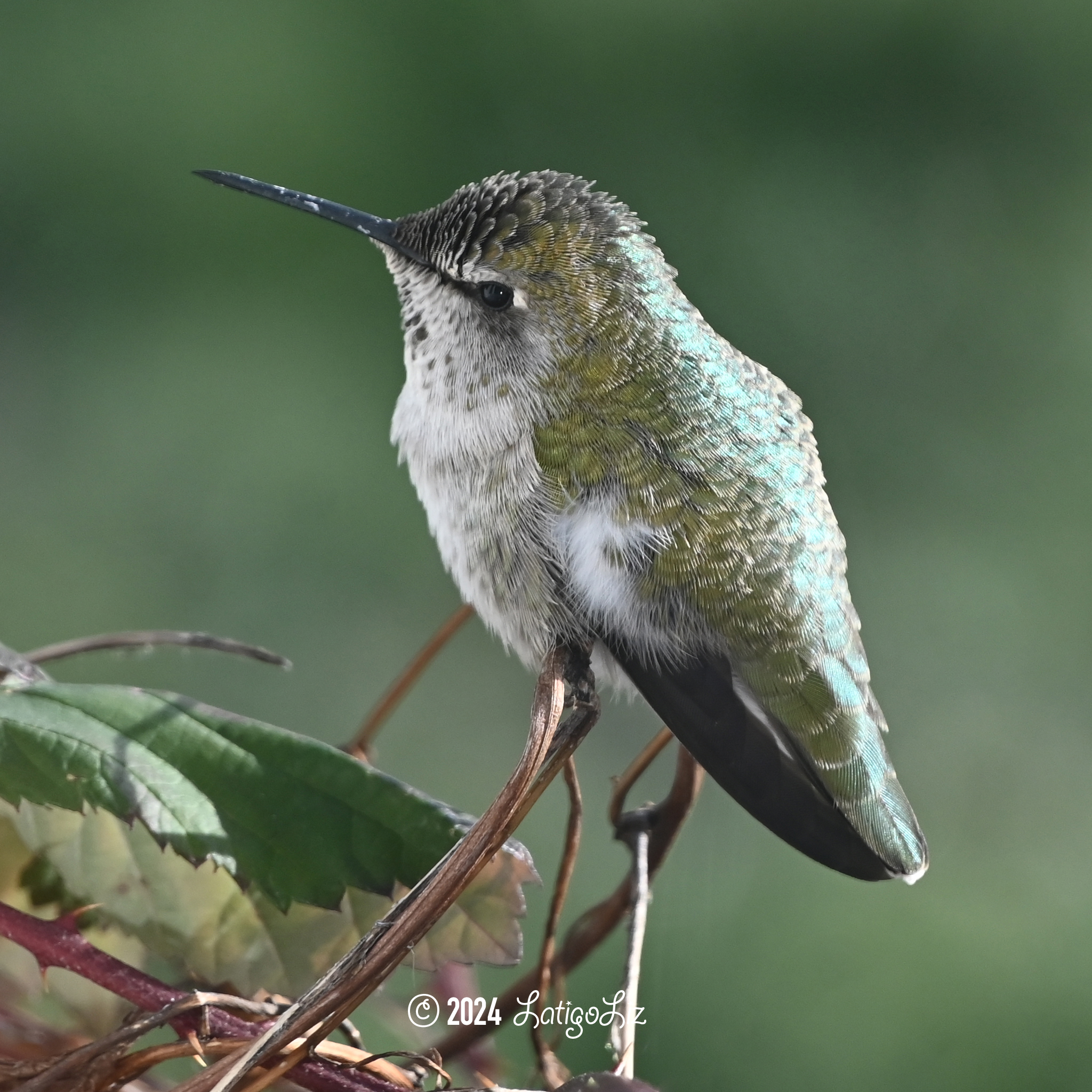 Anna’s Hummingbird January 14, 2024