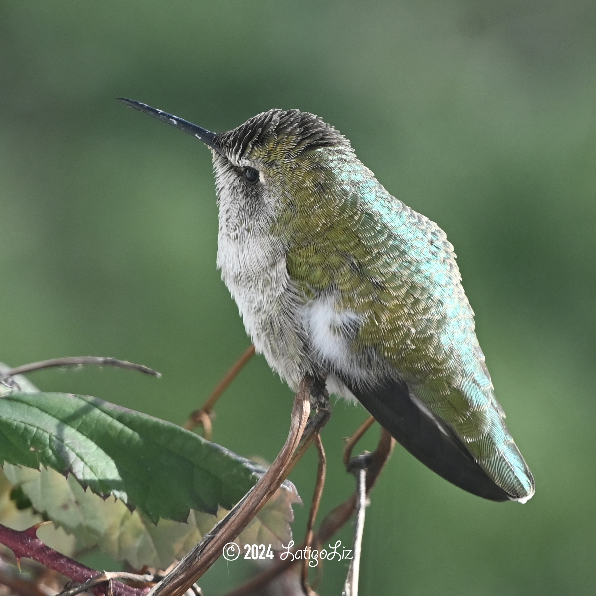 Anna’s Hummingbird January 14, 2024