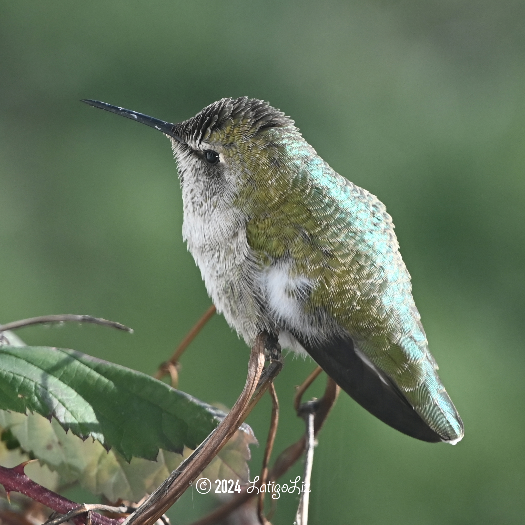 Anna’s Hummingbird January 14, 2024