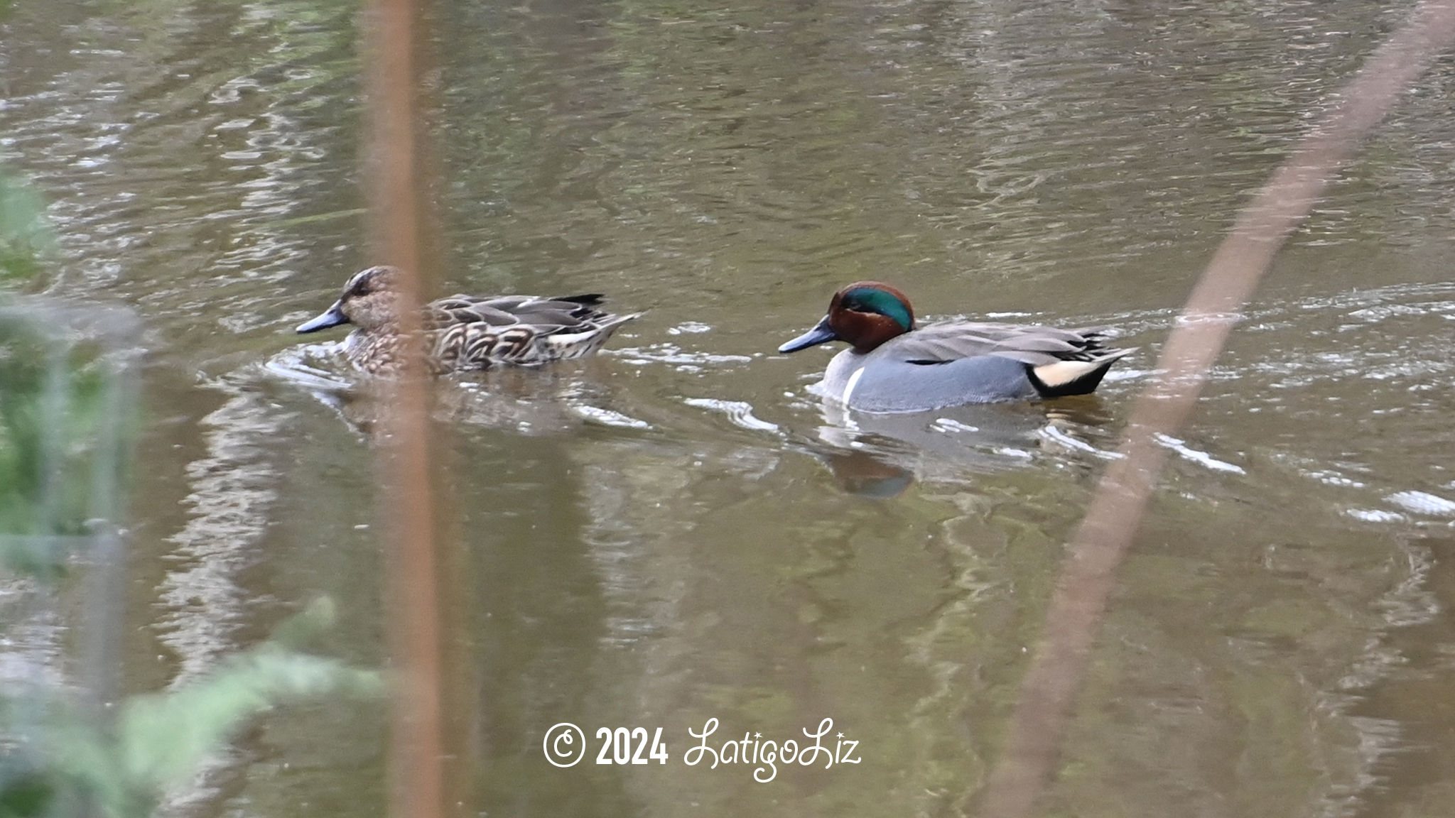 Green-winged Teal February 14, 2024