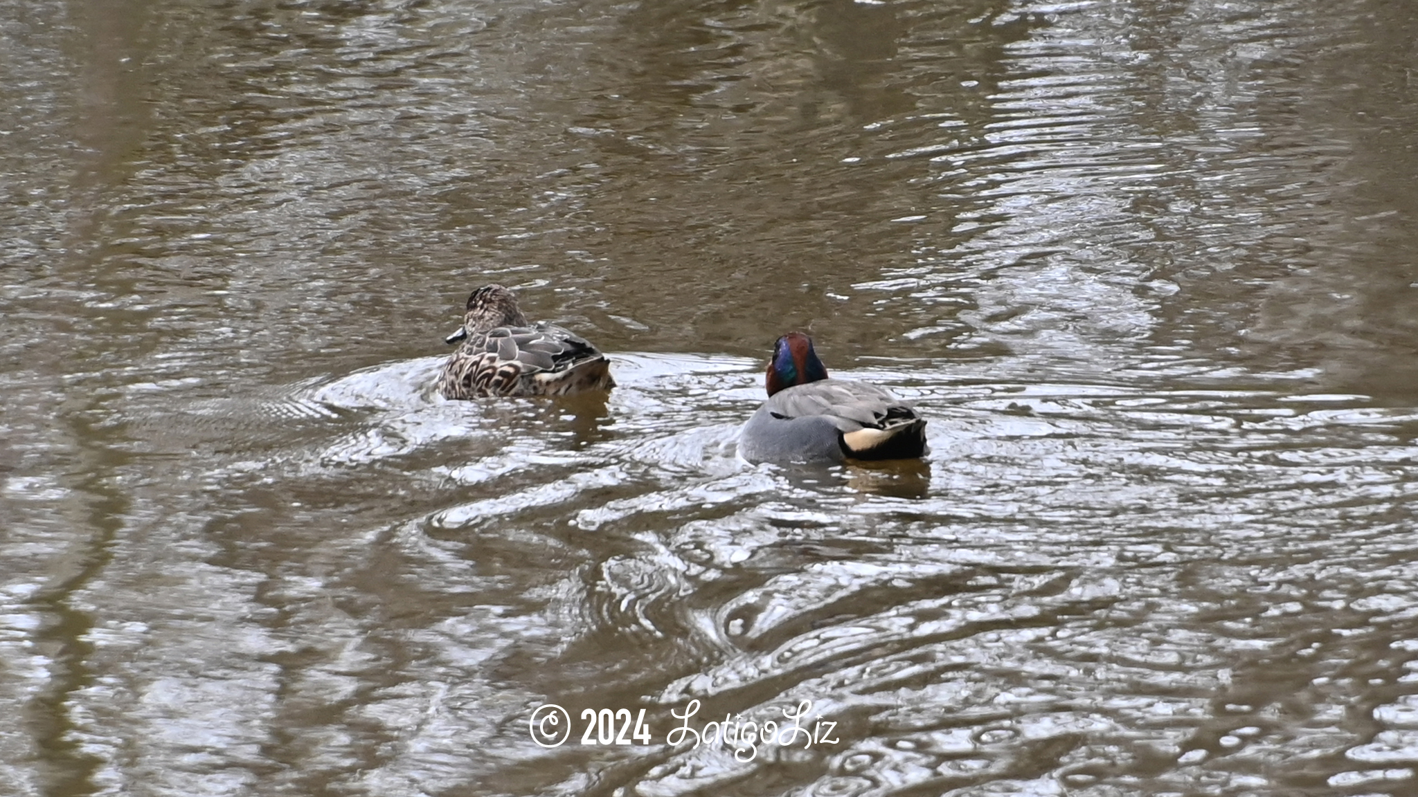 Green-winged Teal February 14, 2024