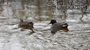 Green-winged Teal February 14, 2024