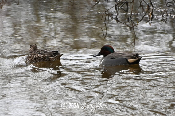 Green-winged Teal February 14, 2024