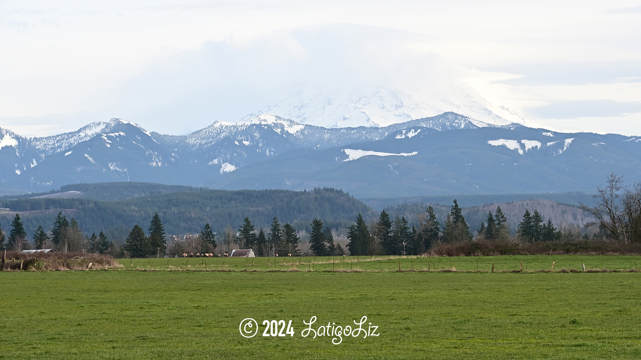 Roosevelt Elk March 8, 2024