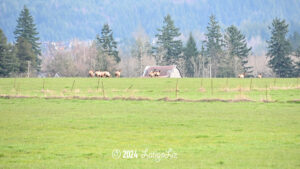 Roosevelt Elk March 8, 2024