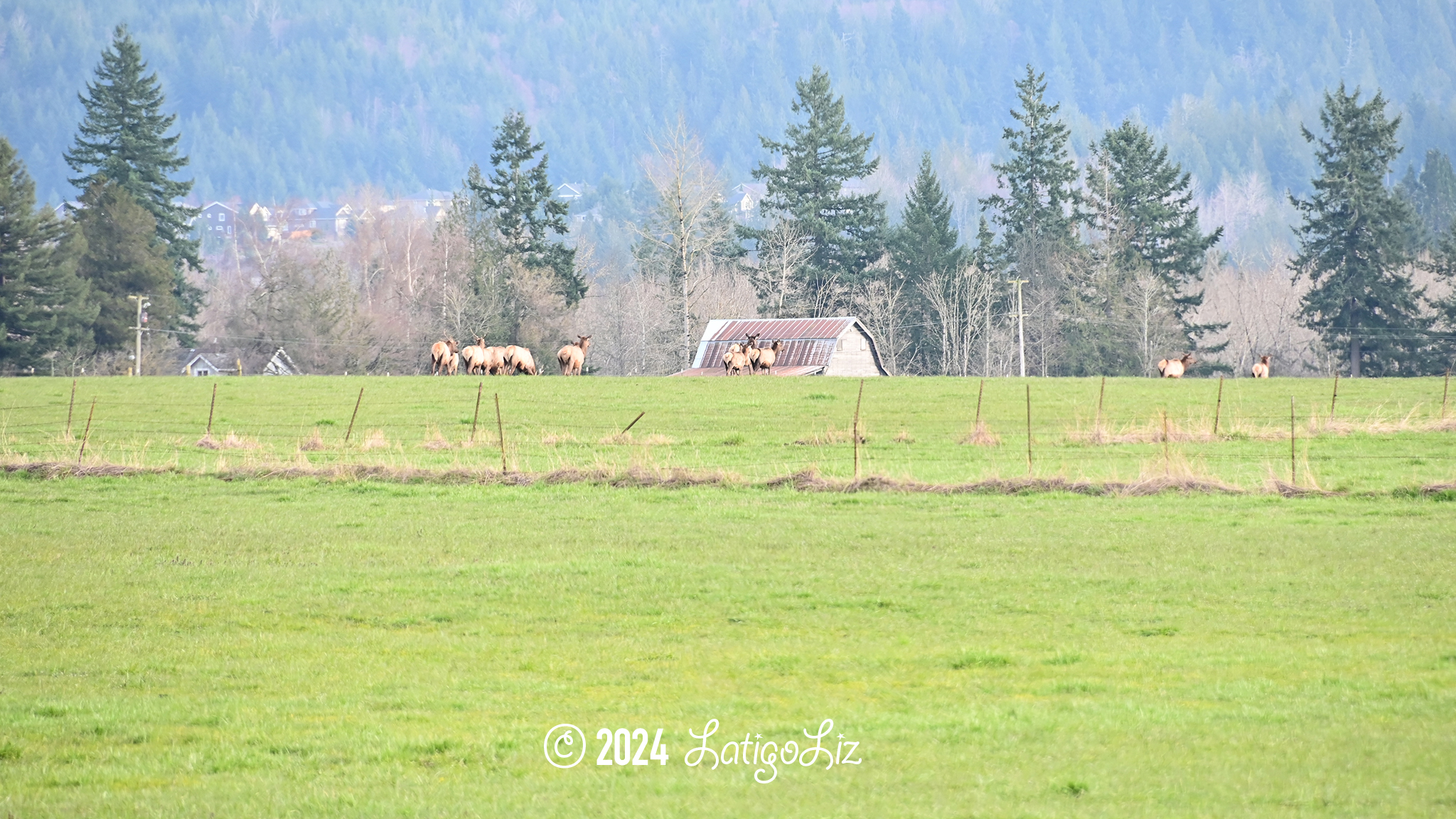 Roosevelt Elk March 8, 2024