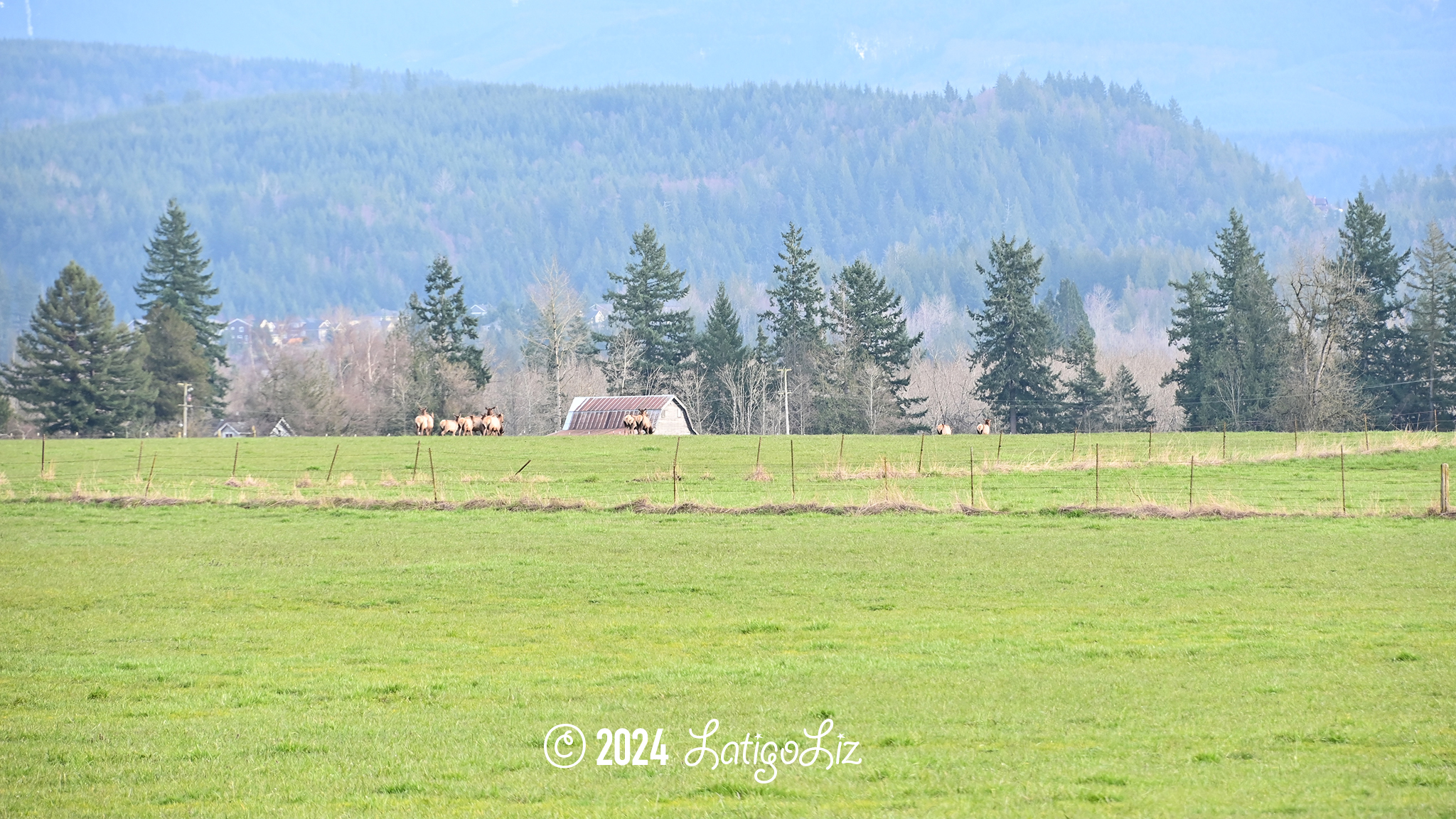 Roosevelt Elk March 8, 2024