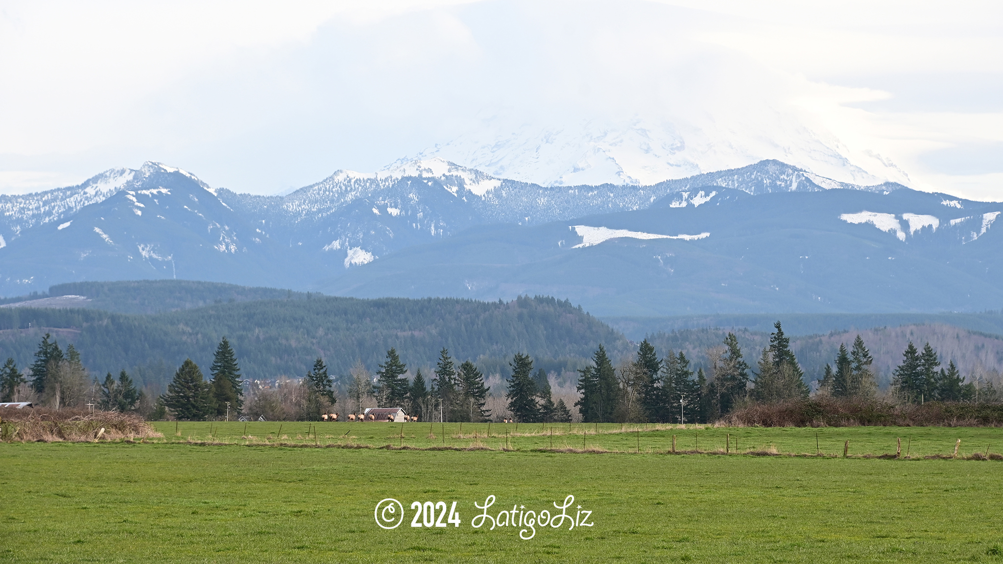 Roosevelt Elk March 8, 2024