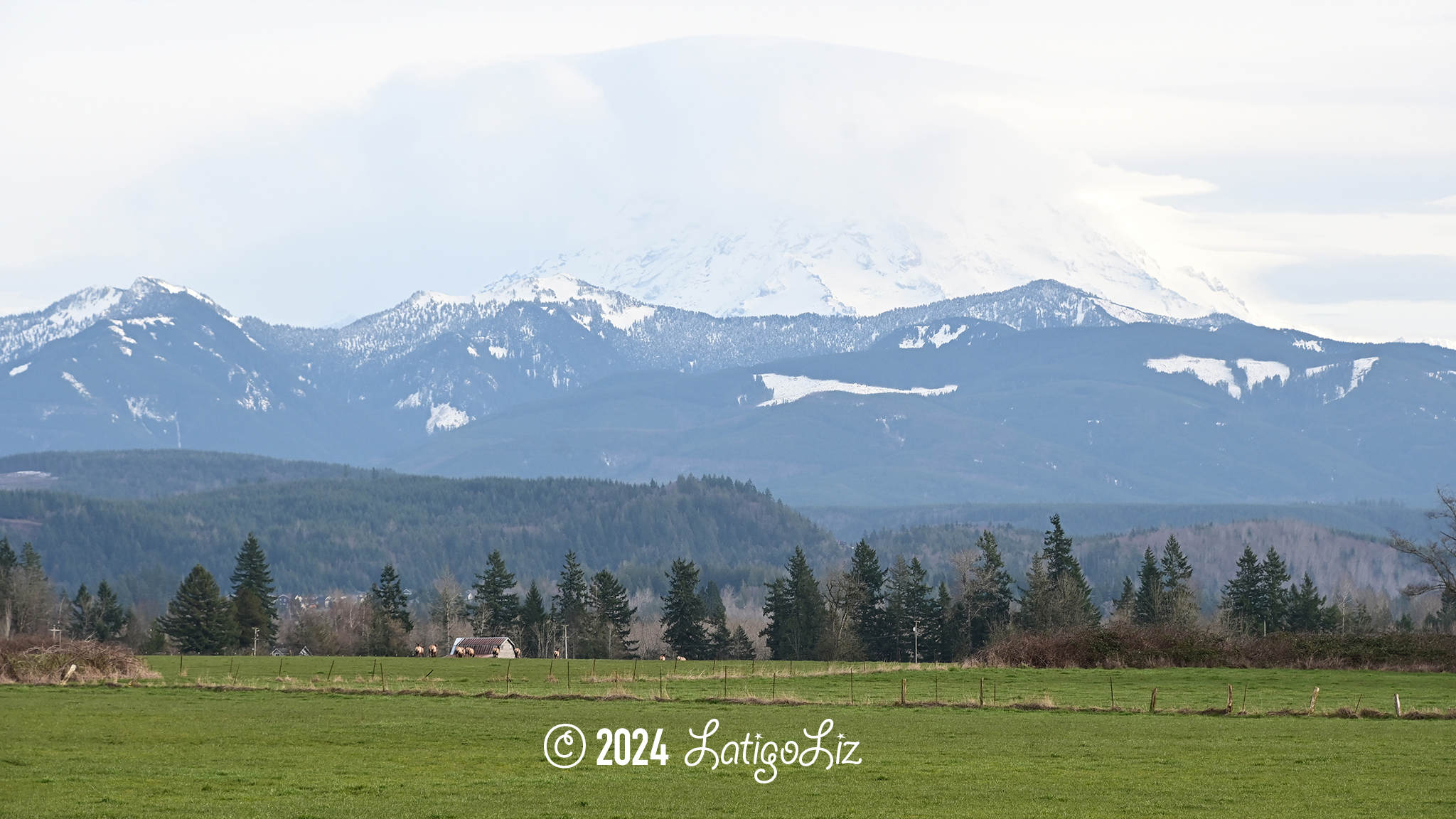 Roosevelt Elk March 8, 2024