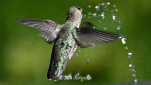 Anna’s Hummingbird