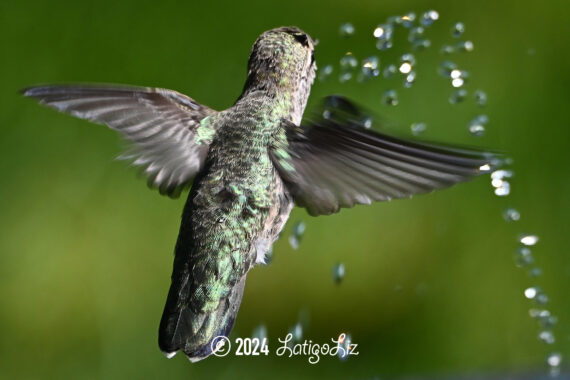 Anna’s Hummingbird