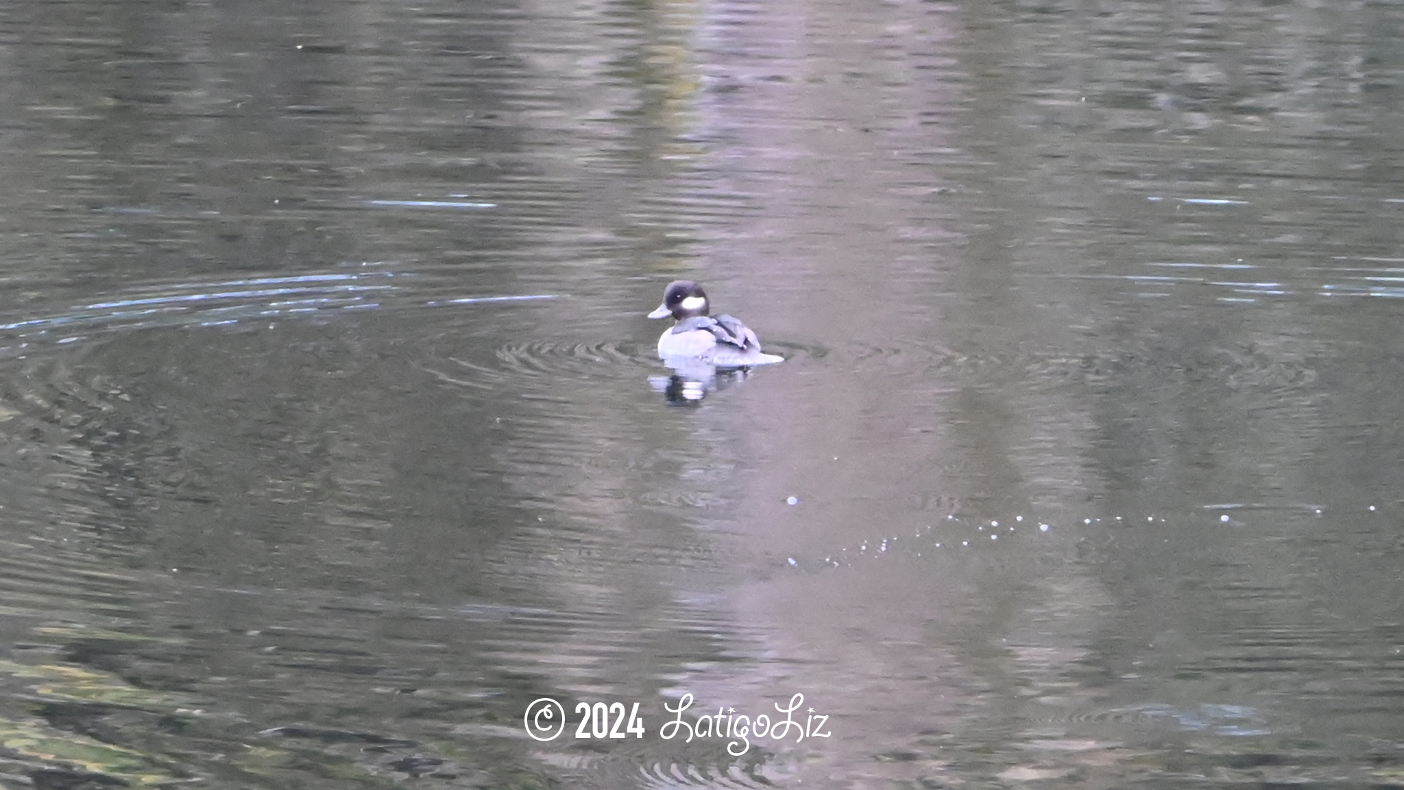 Bufflehead October 29, 2023