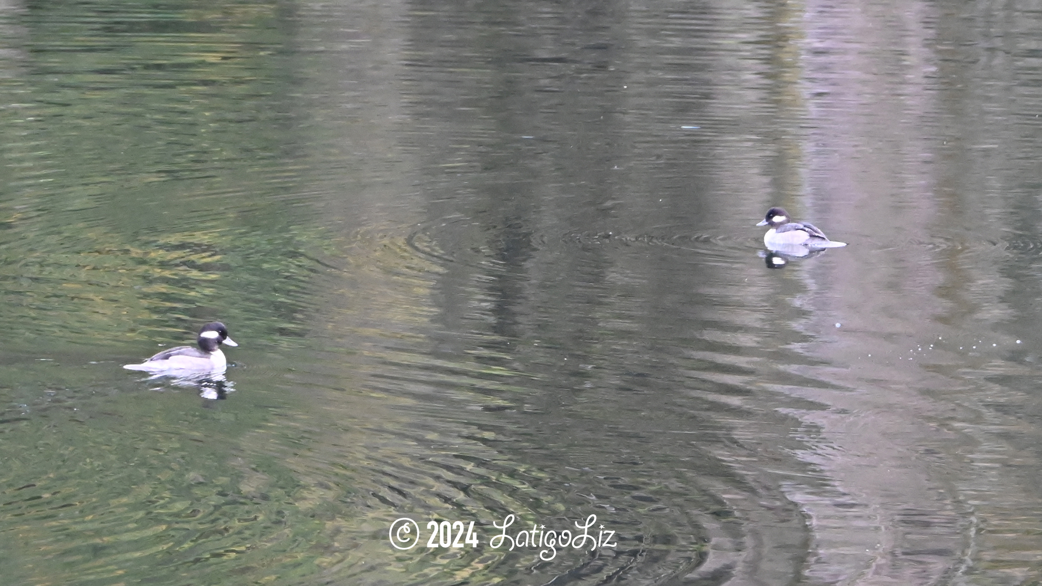 Bufflehead October 29, 2023