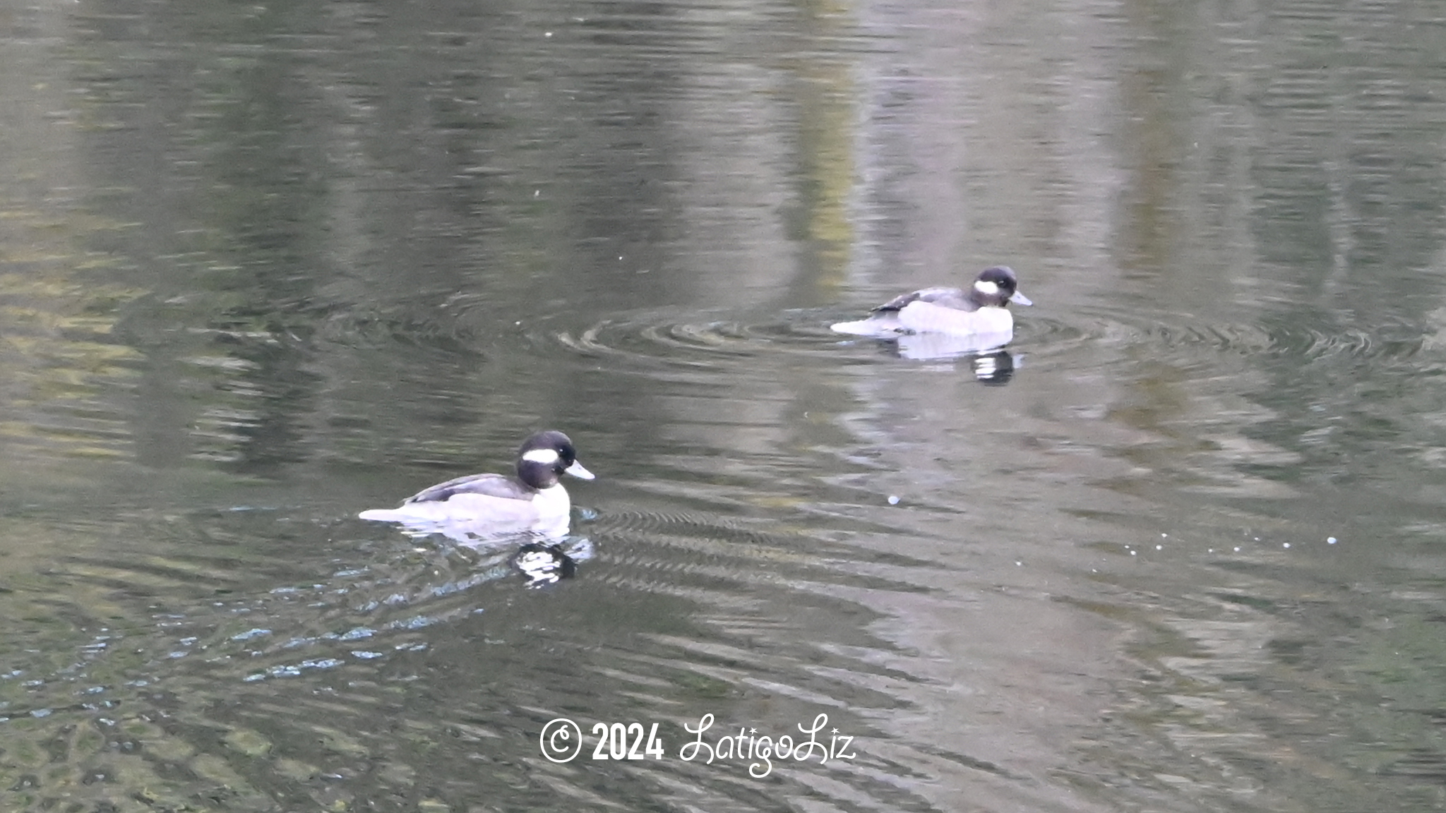 Bufflehead October 29, 2023