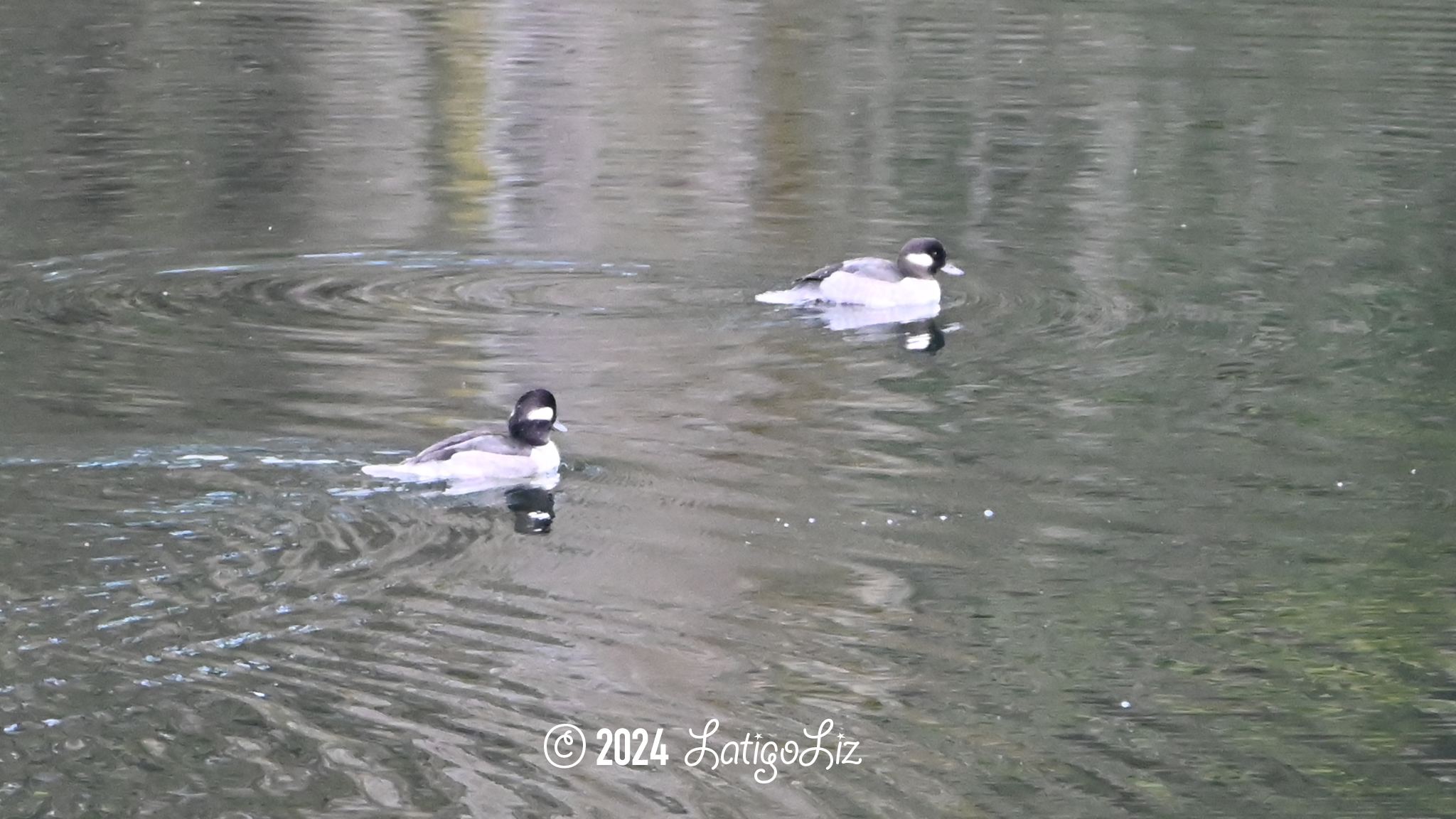 Bufflehead October 29, 2023