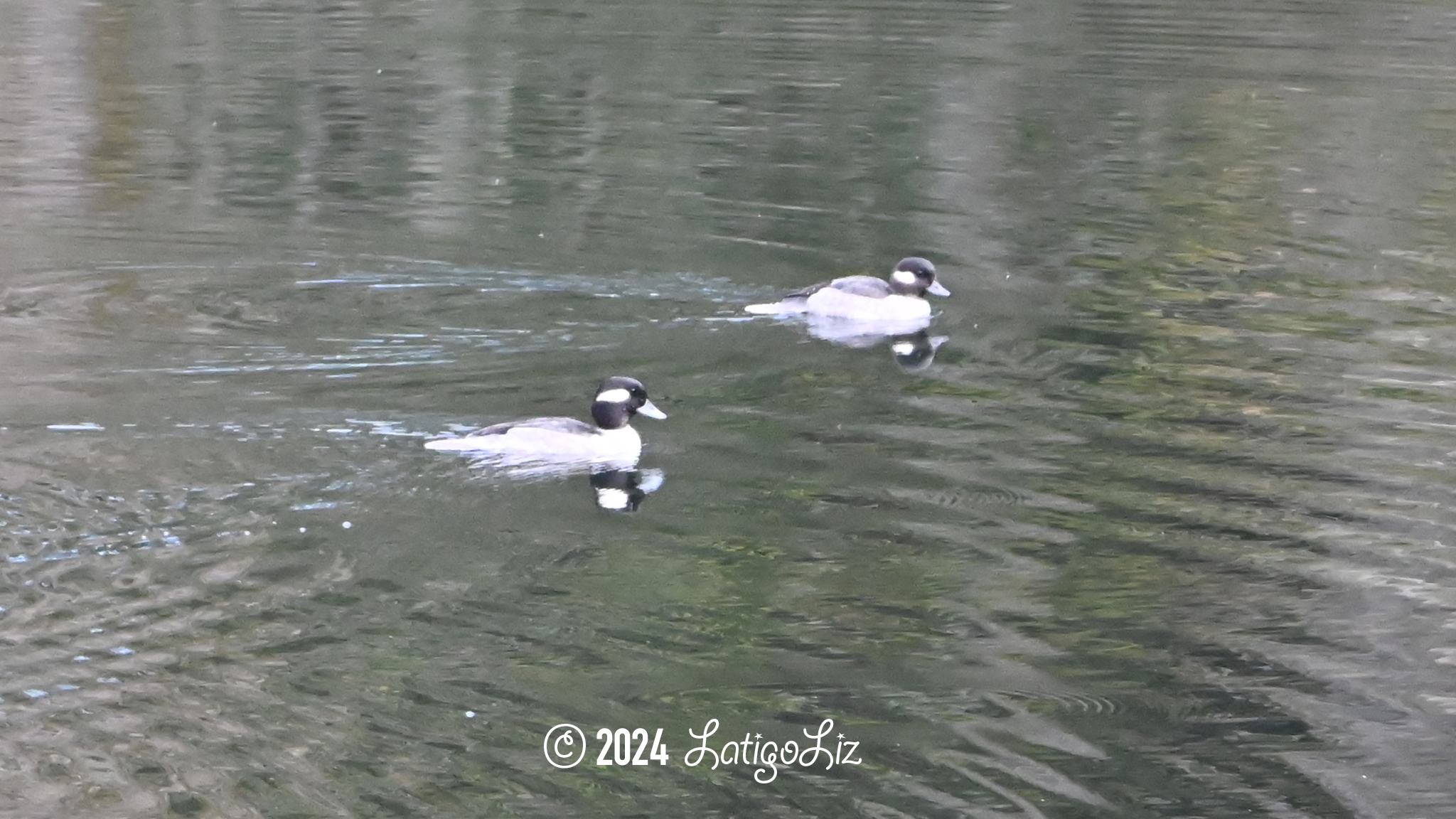 Bufflehead October 29, 2023