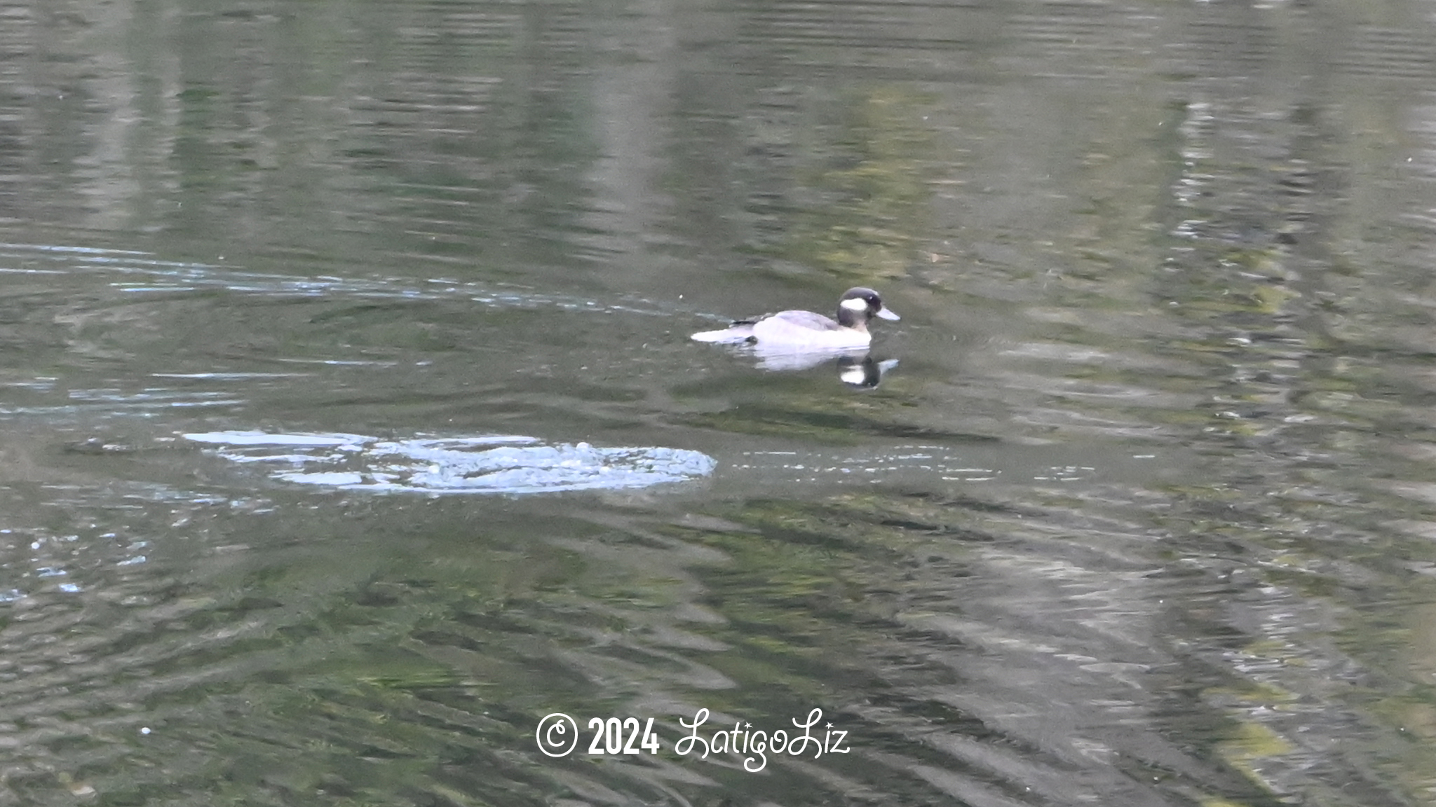 Bufflehead October 29, 2023