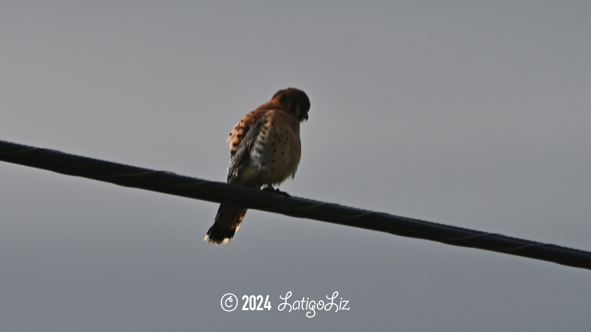 American Kestrel