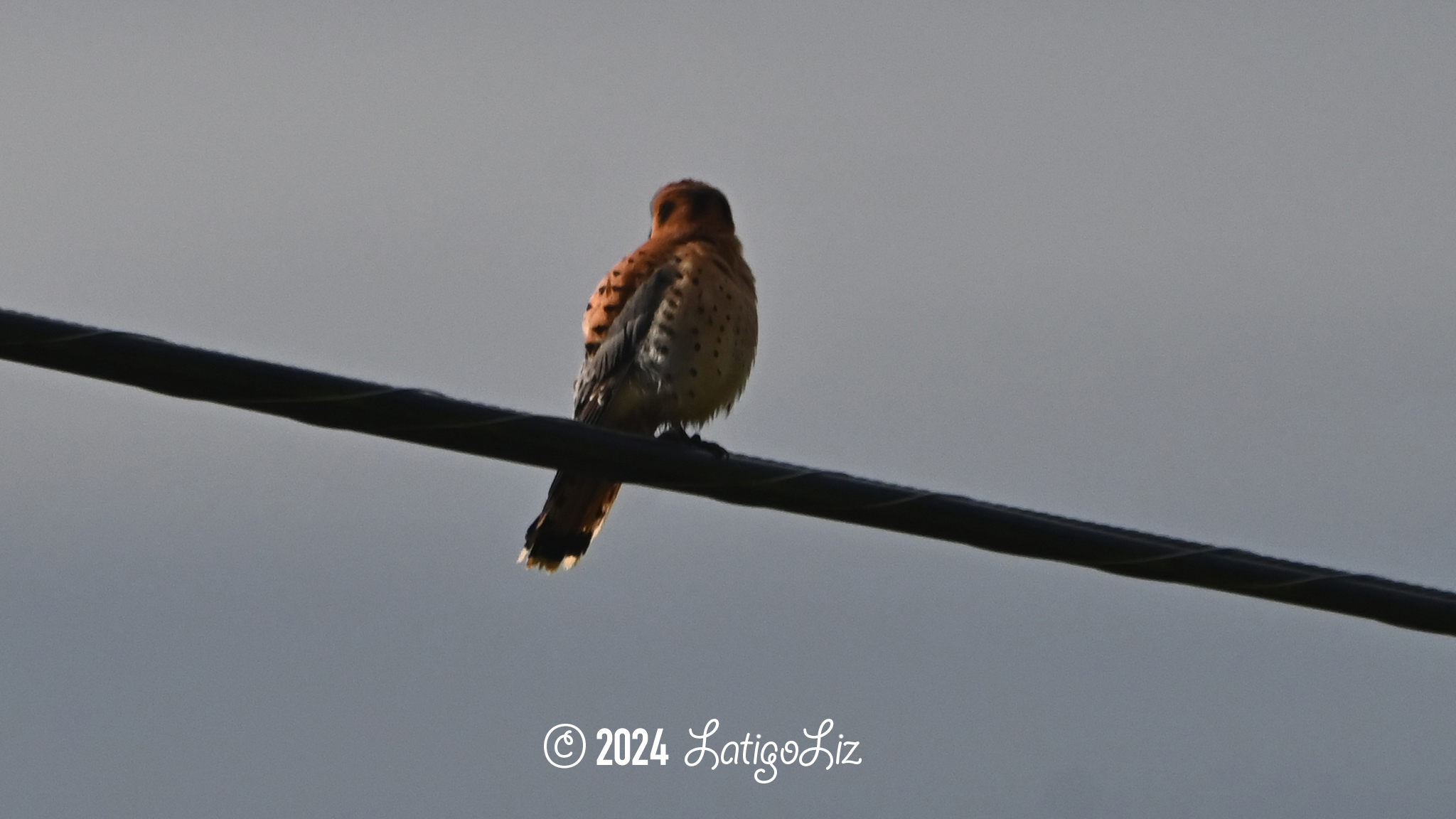 American Kestrel