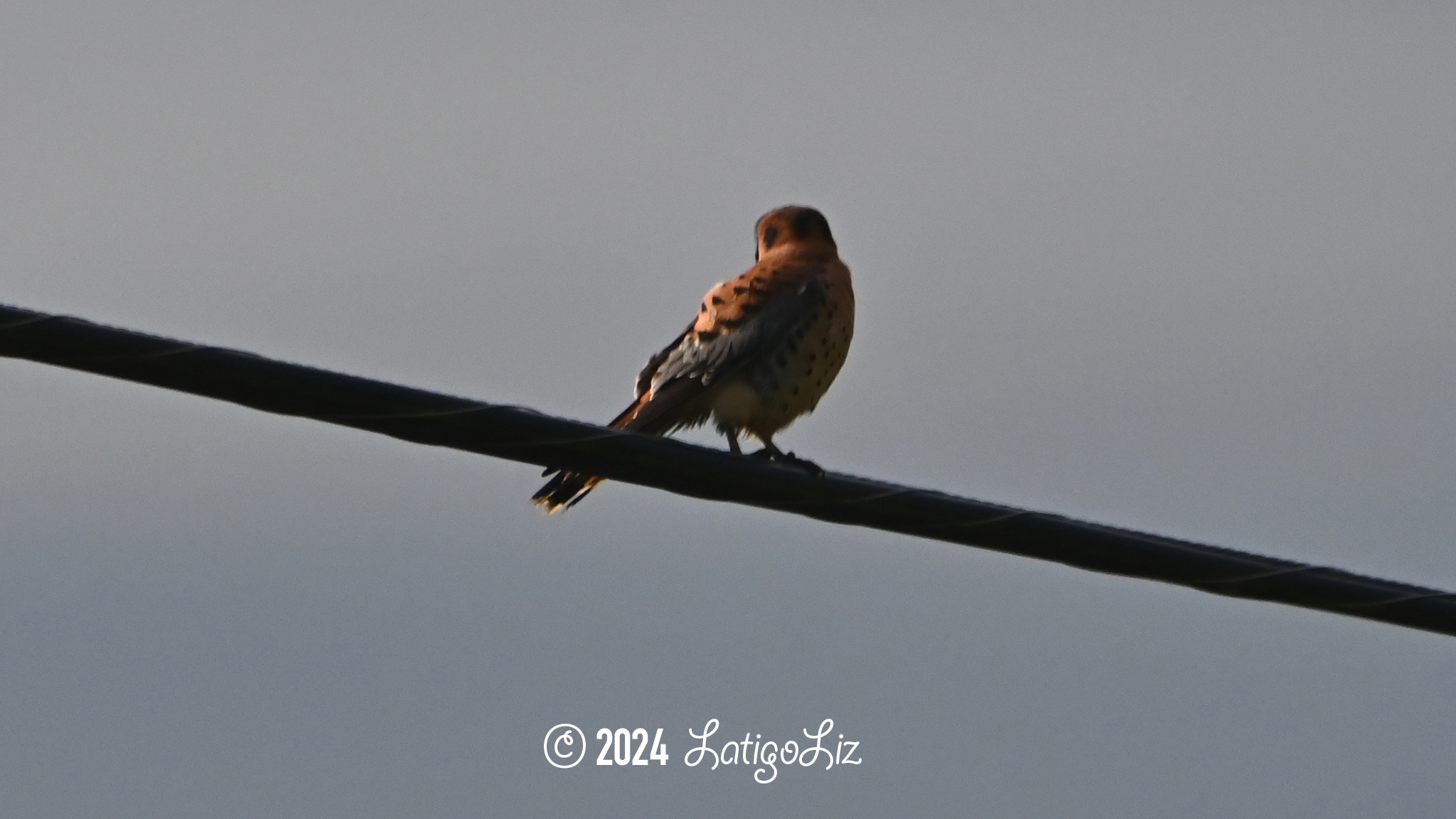 American Kestrel