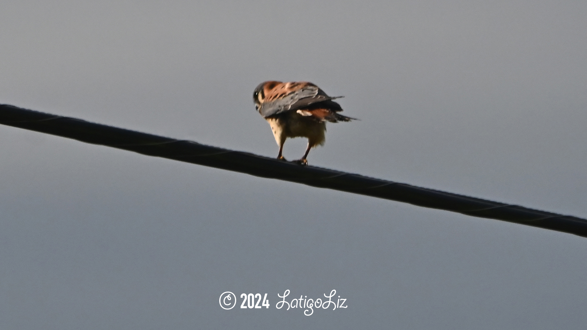 American Kestrel