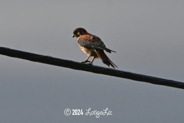 Birds & Wildlife