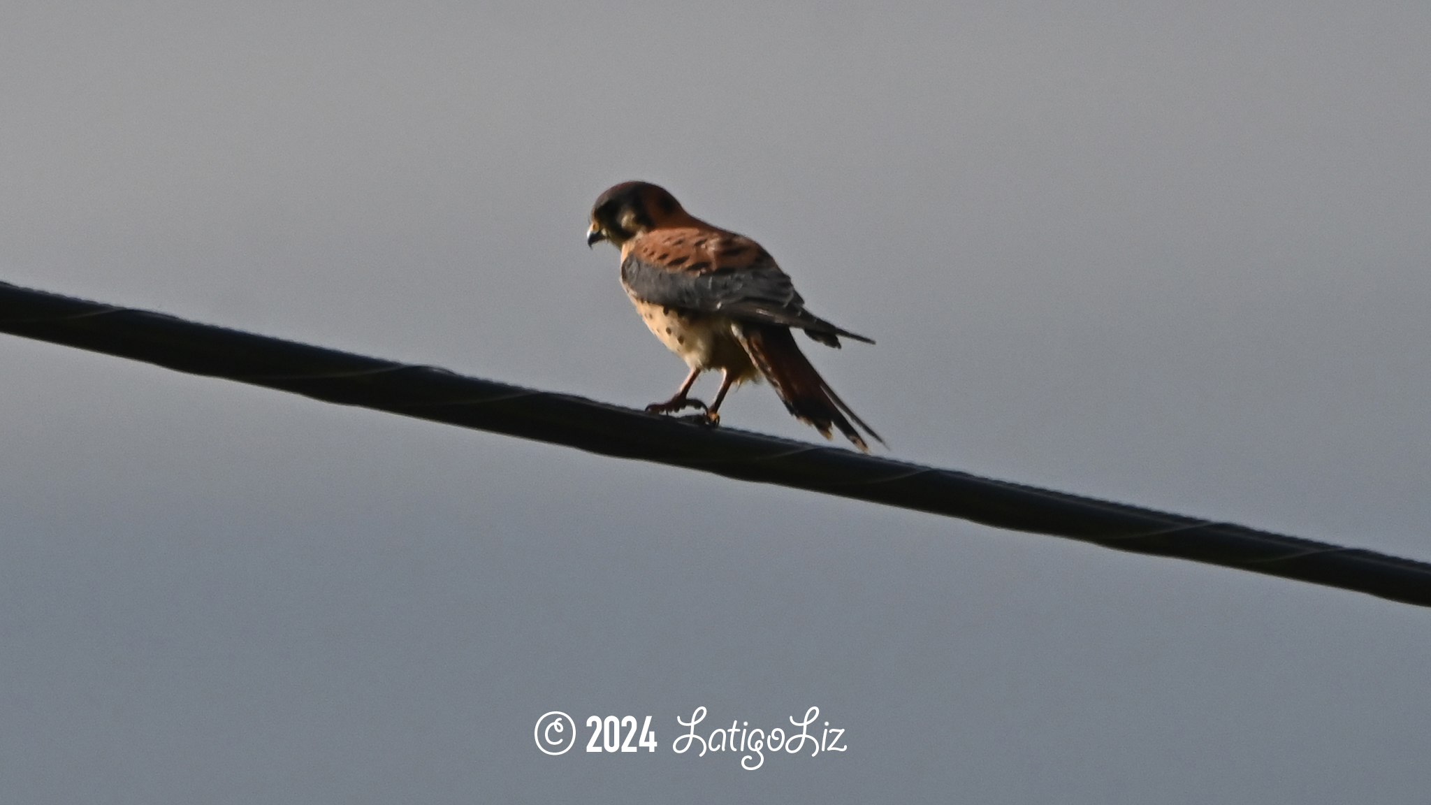 American Kestrel