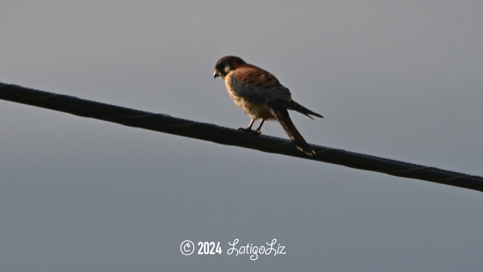 American Kestrel