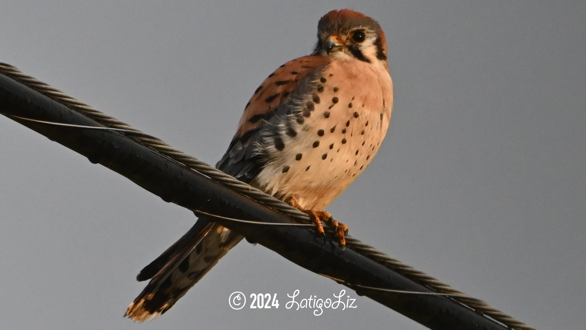 American Kestrel