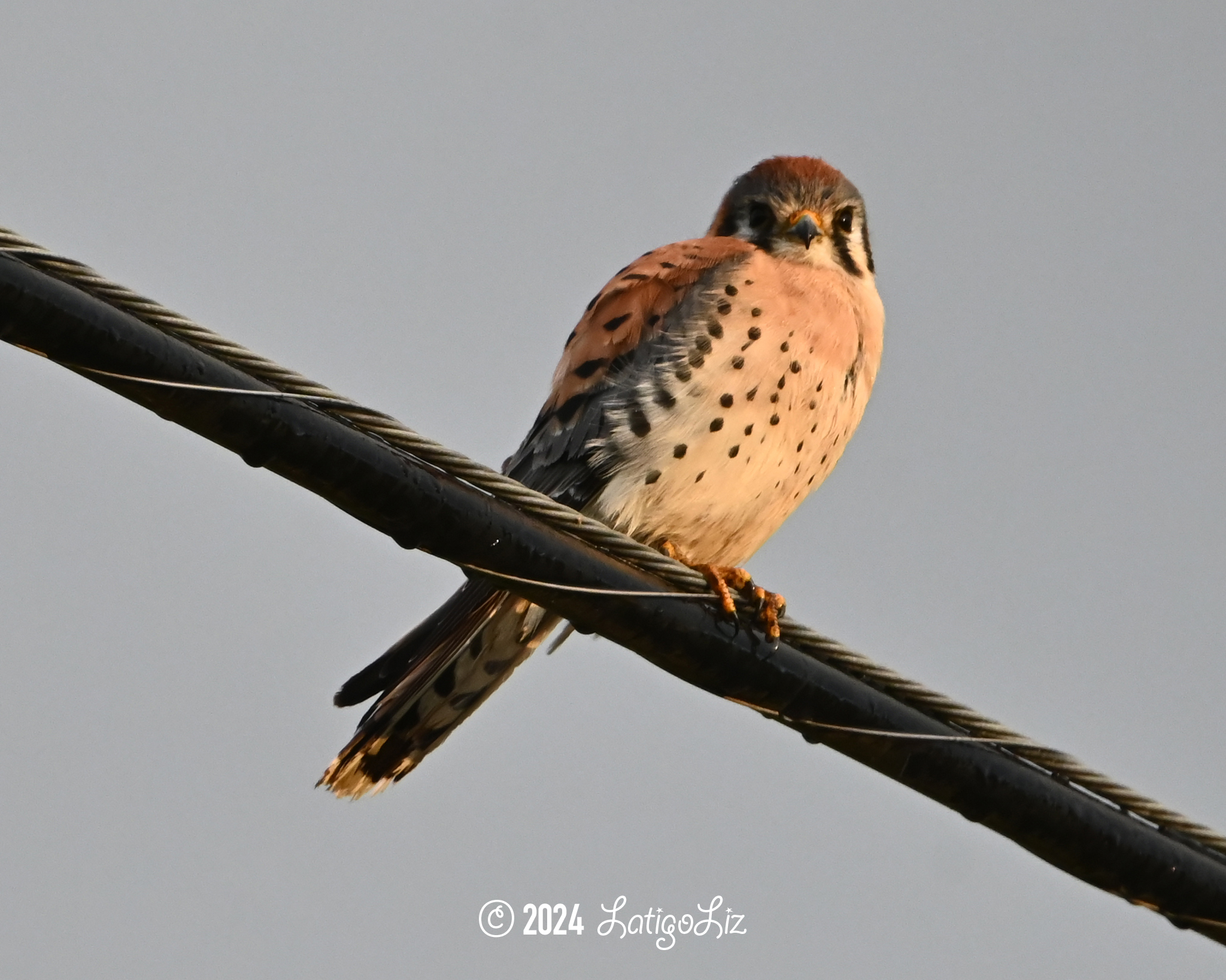 American Kestrel