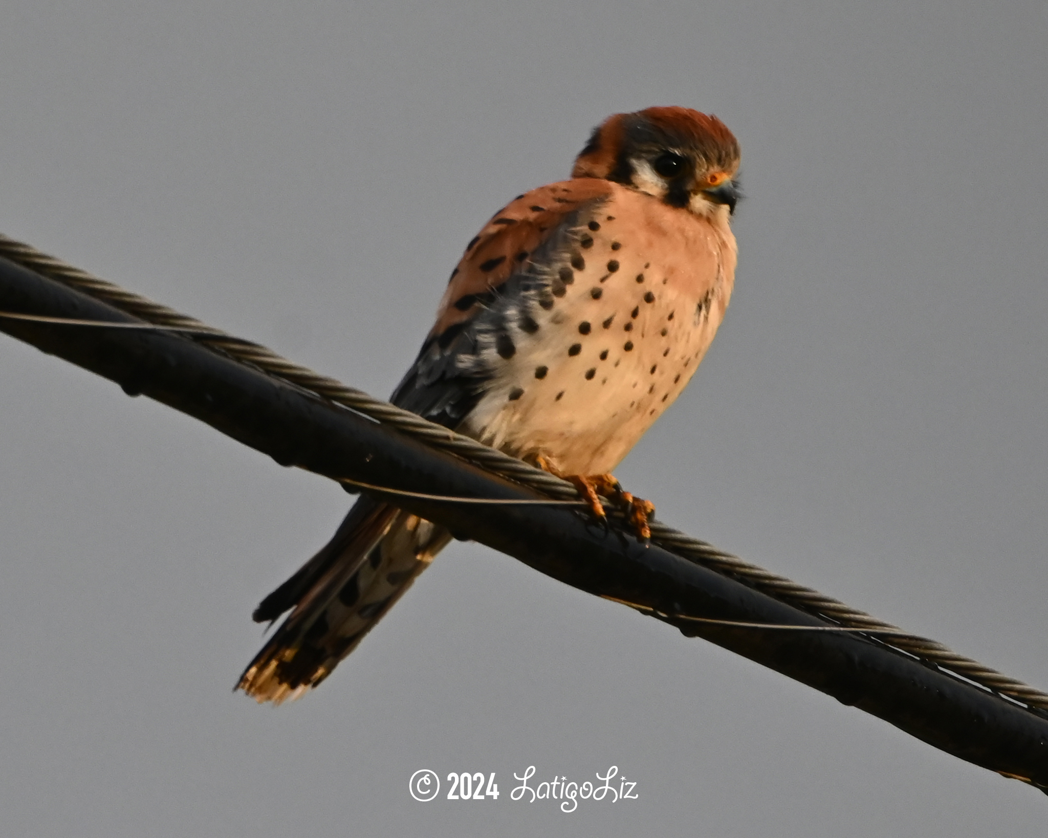 American Kestrel