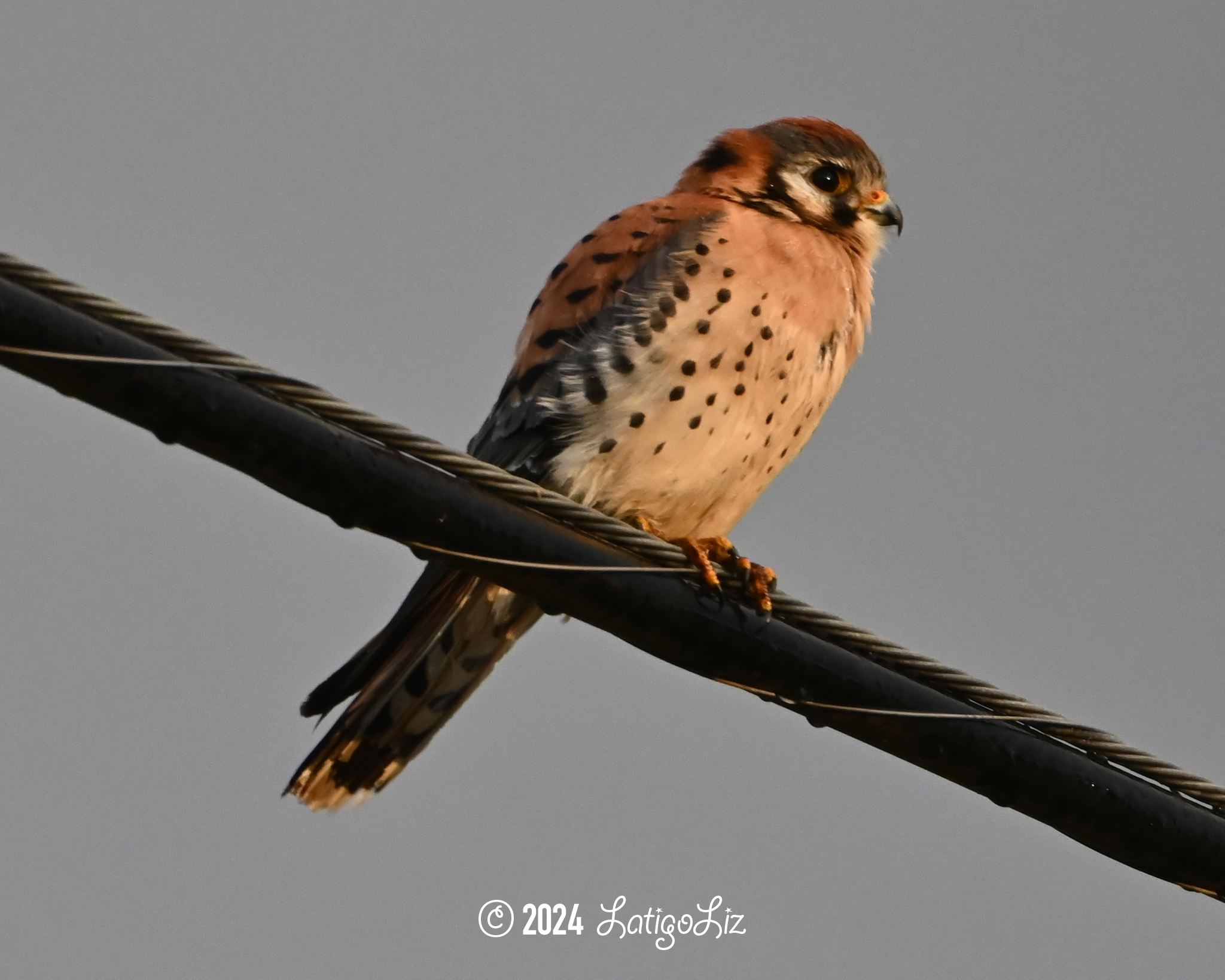 American Kestrel