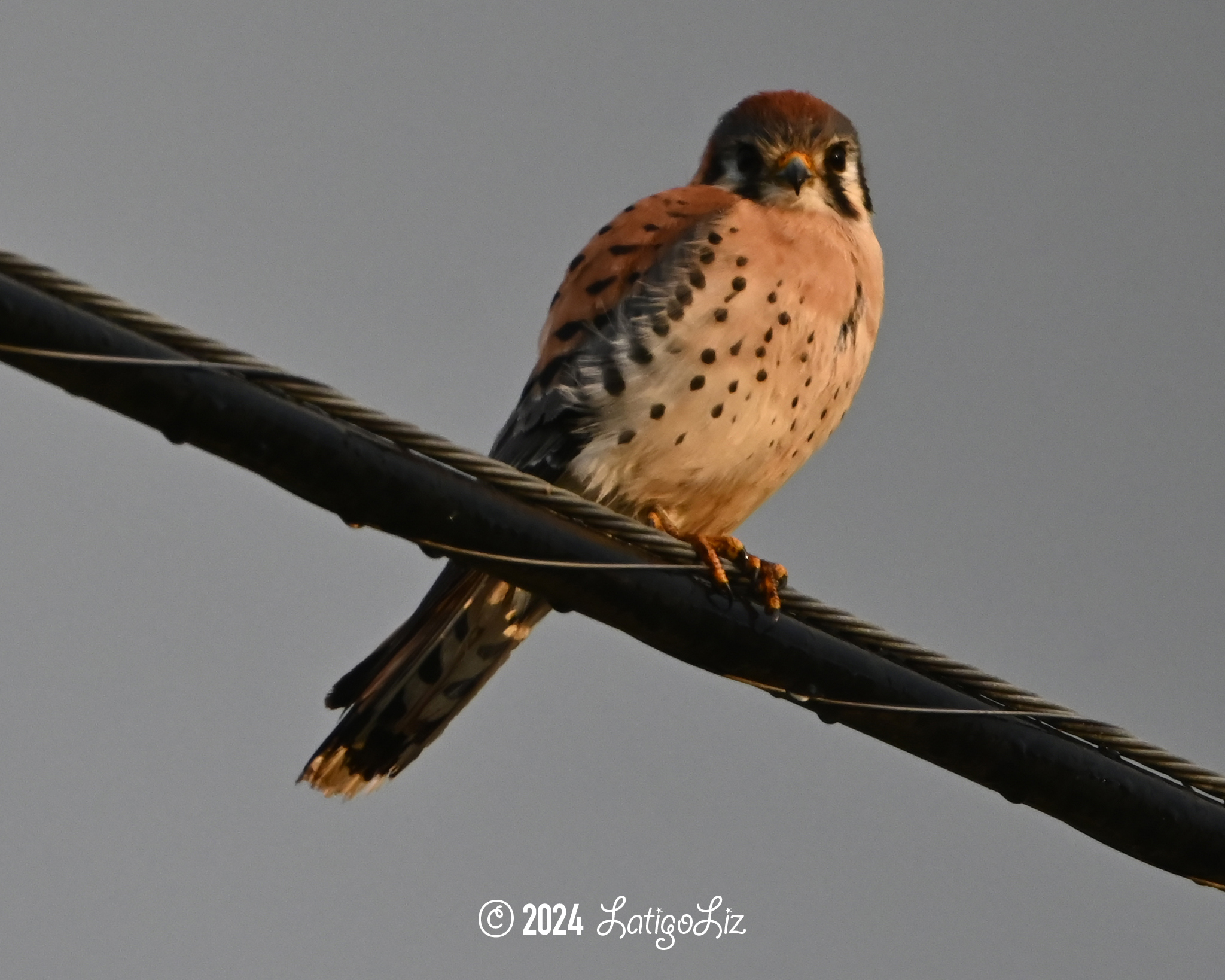 American Kestrel