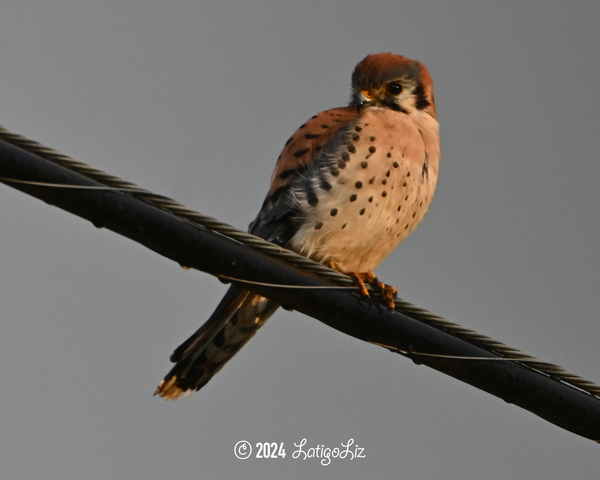 American Kestrel