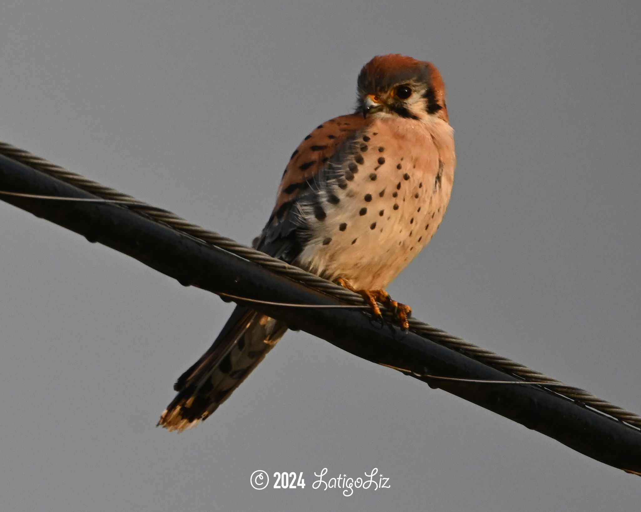 American Kestrel