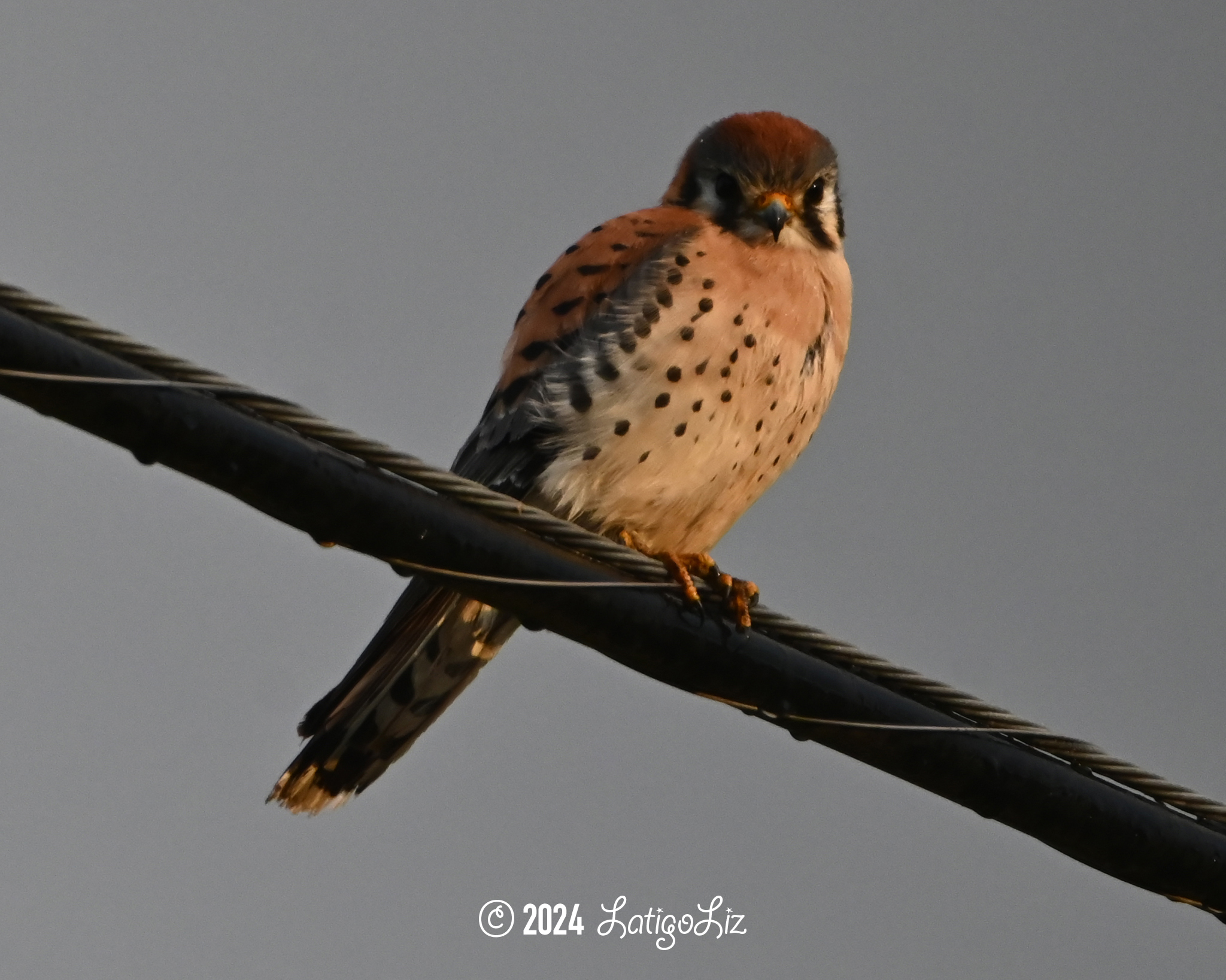 American Kestrel