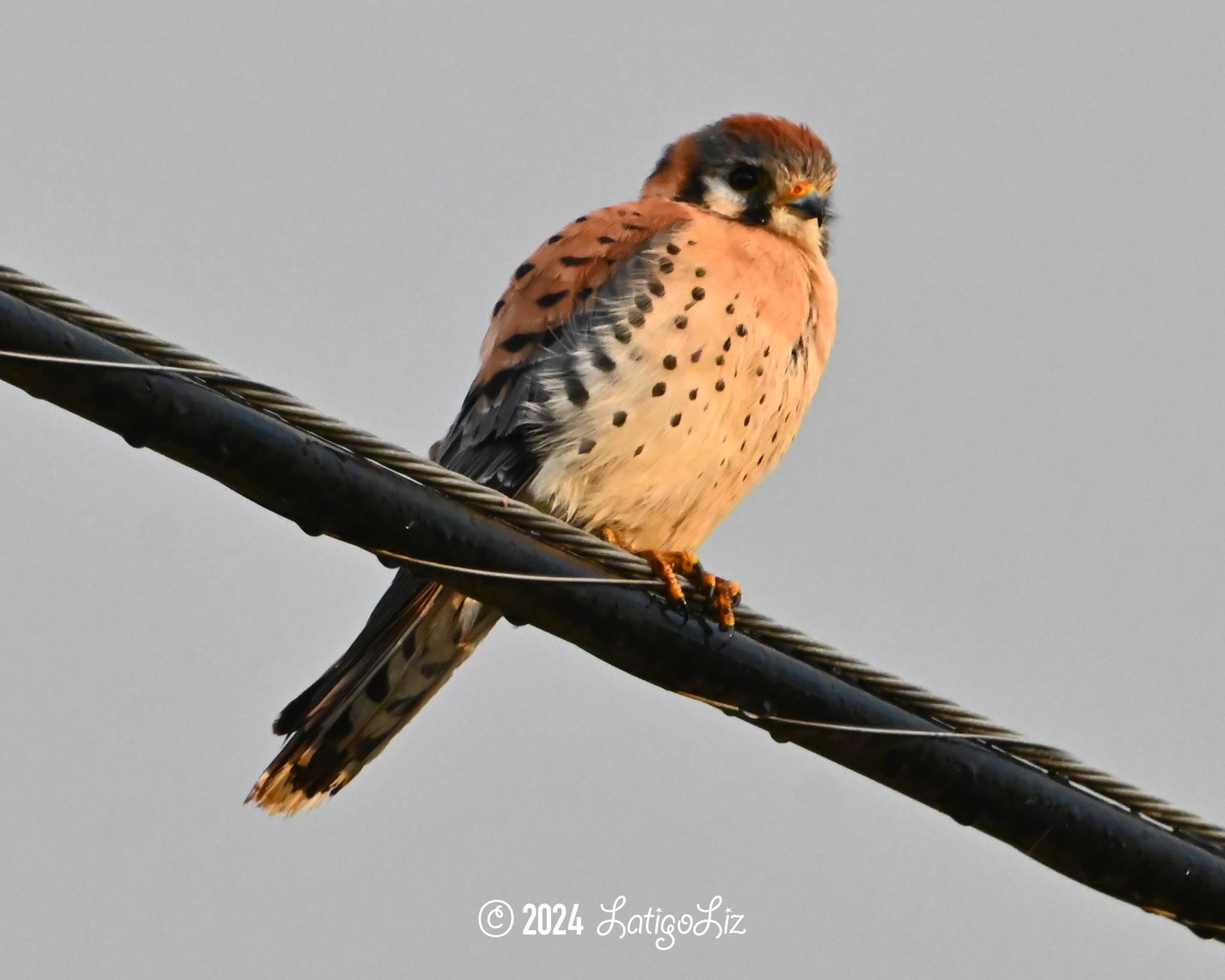 American Kestrel