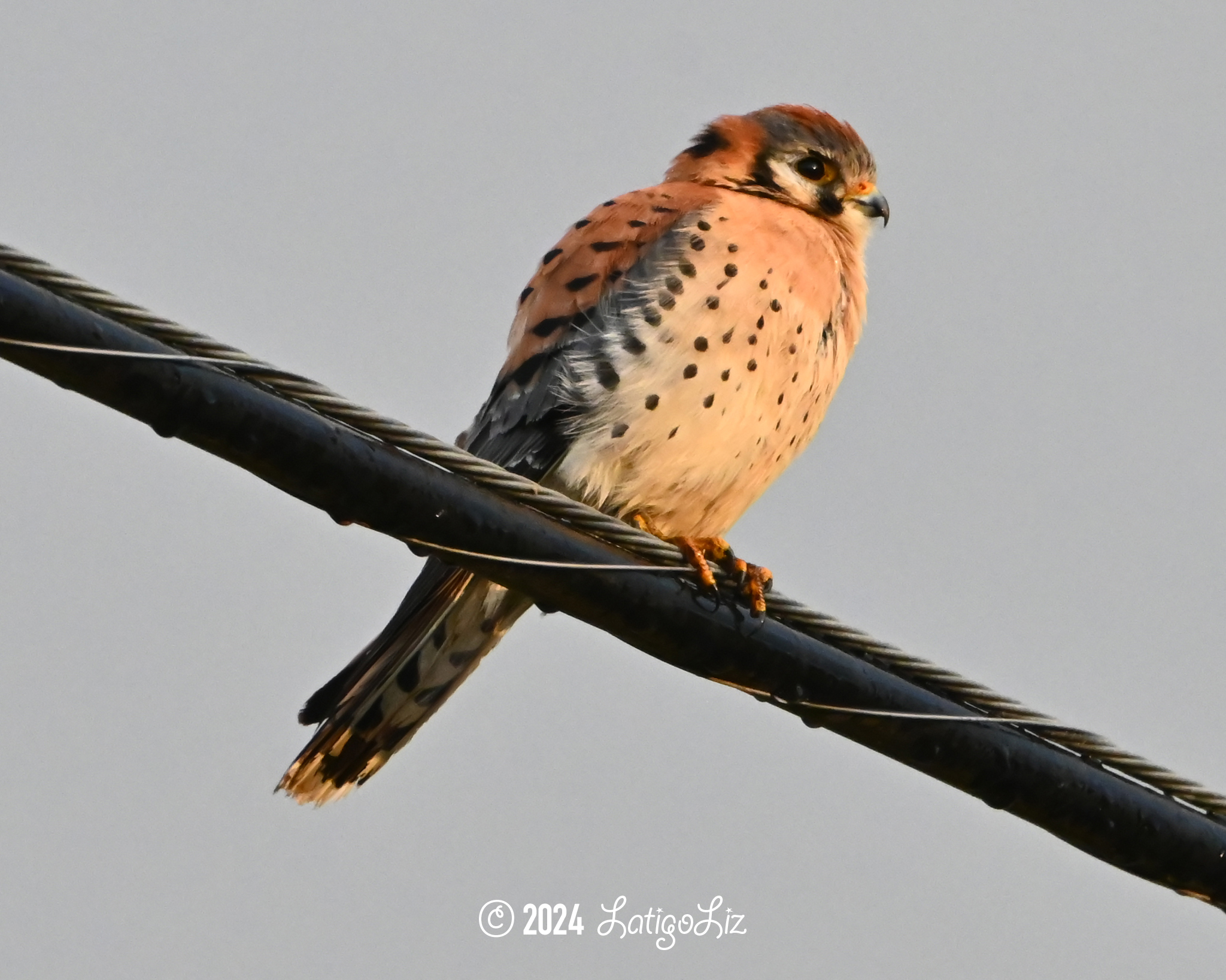 American Kestrel