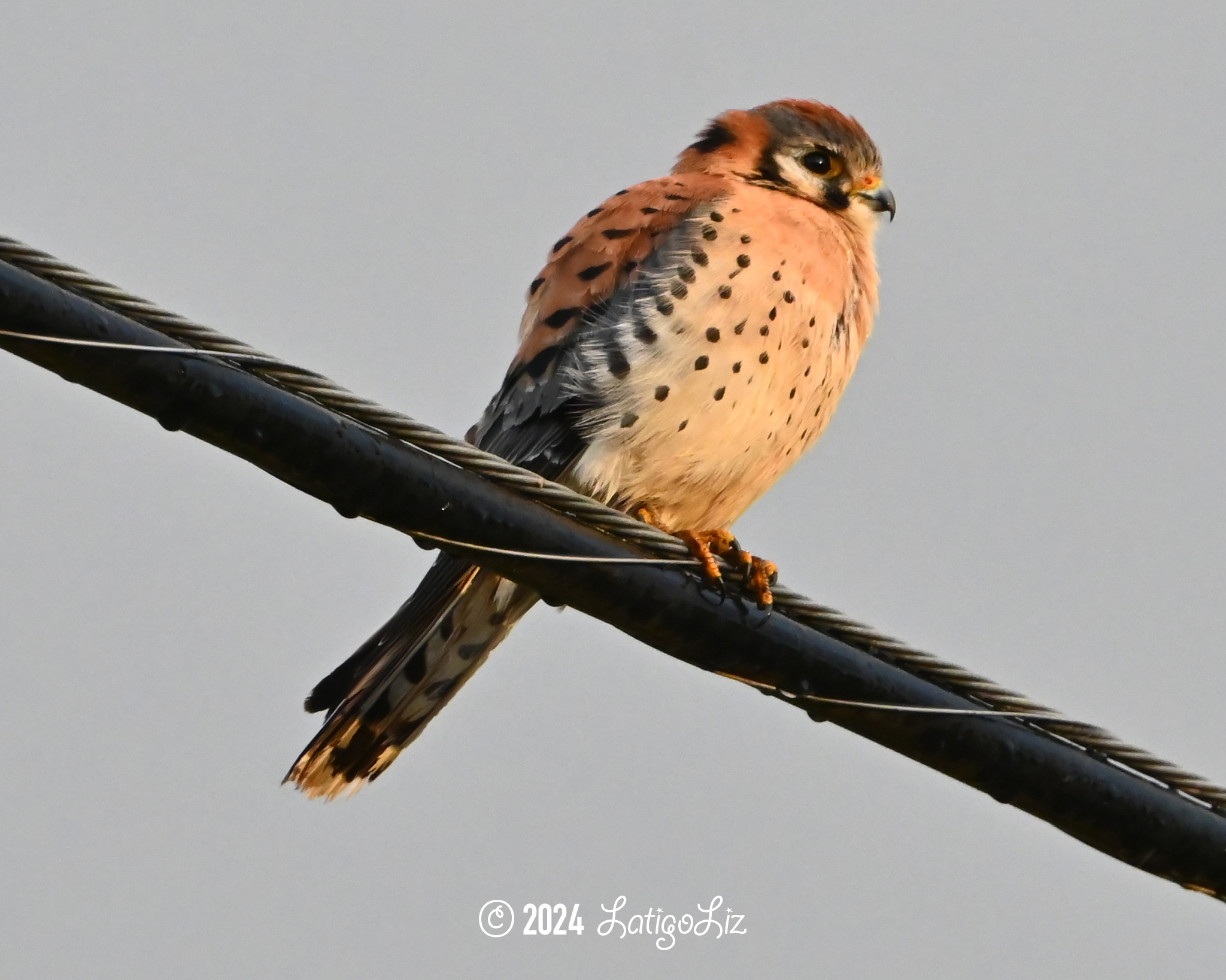 American Kestrel