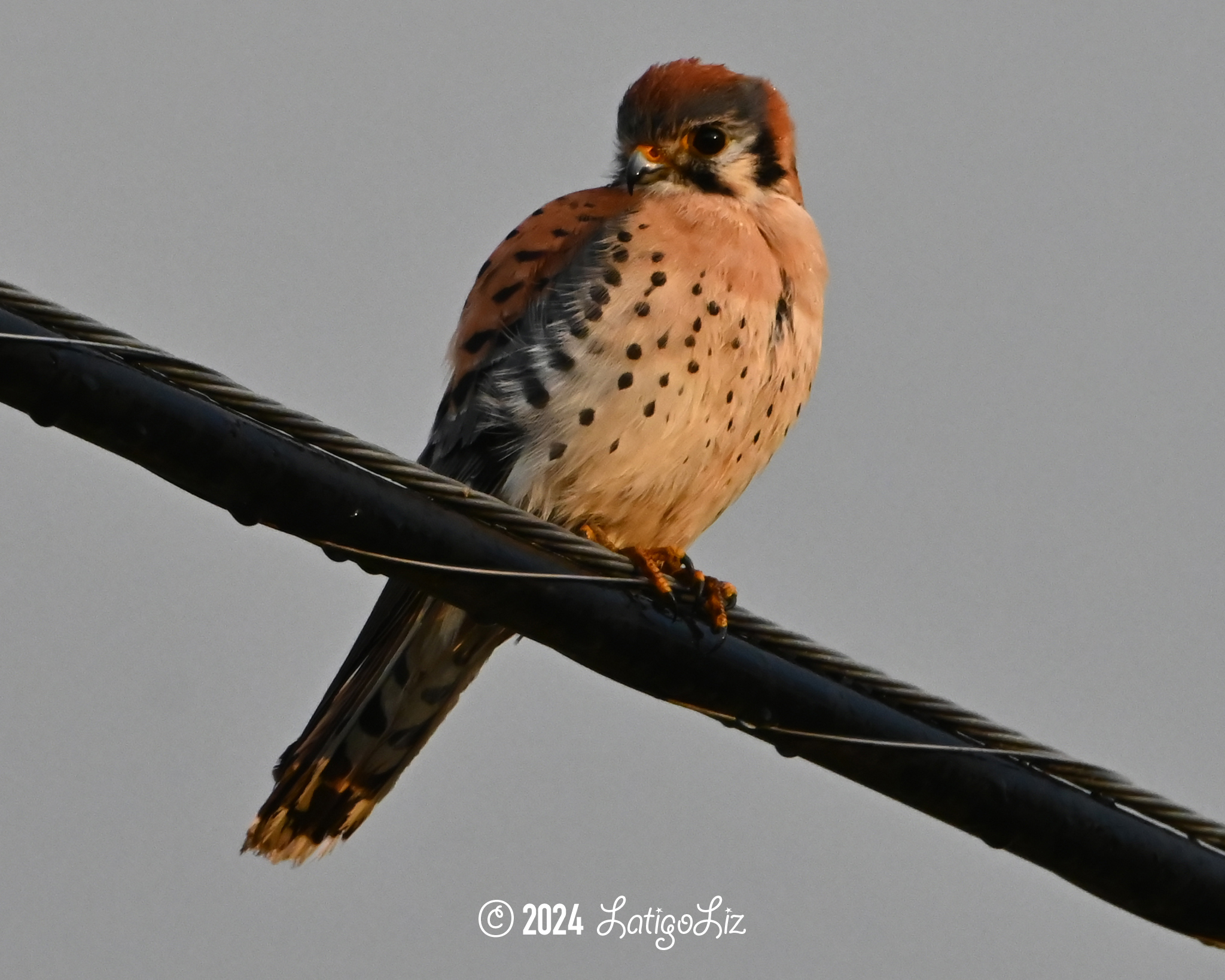 American Kestrel