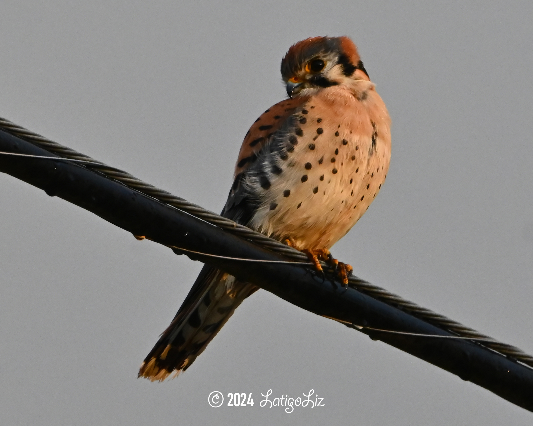 American Kestrel