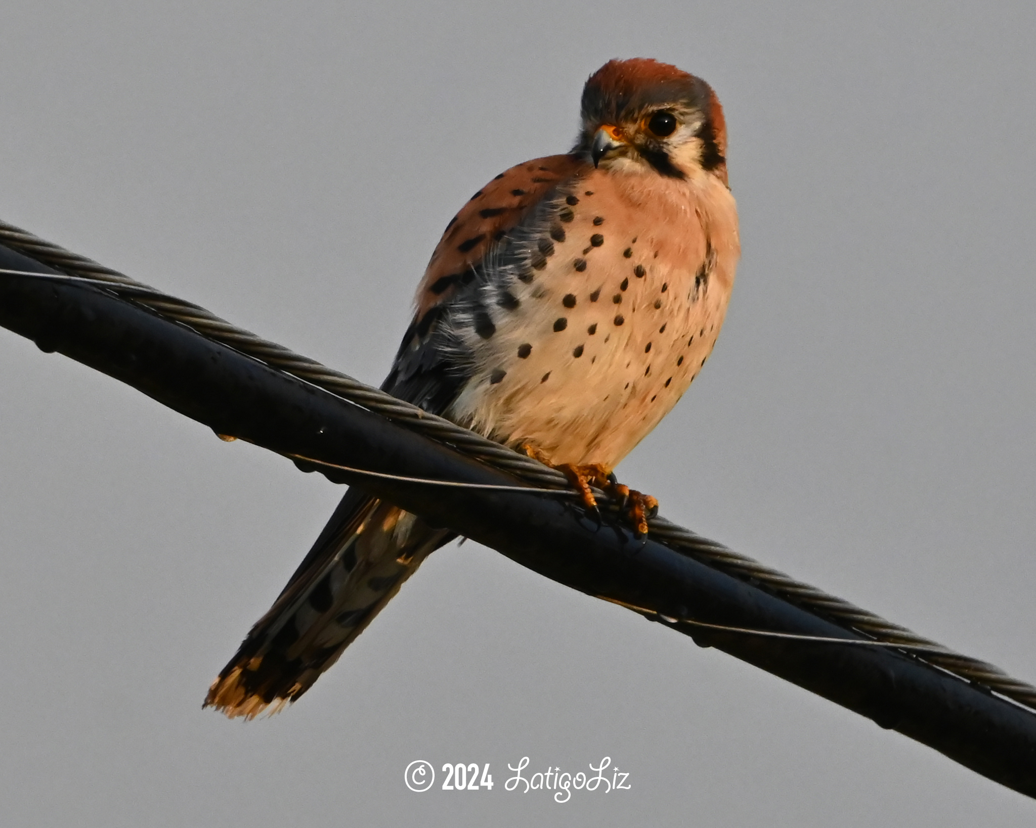 American Kestrel