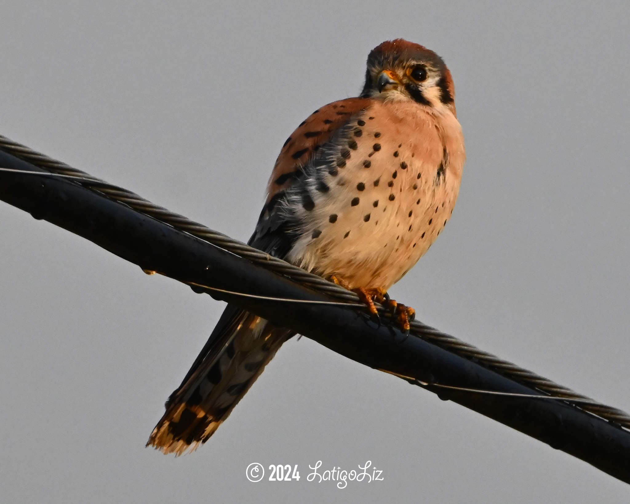 American Kestrel