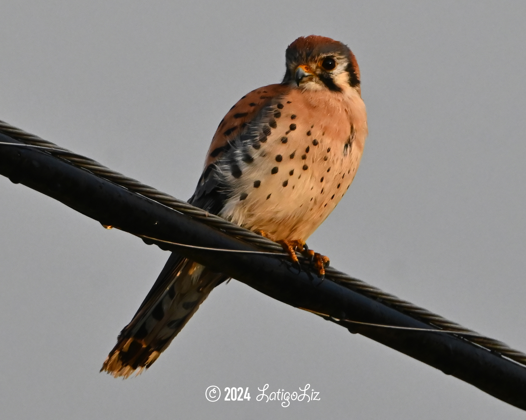 American Kestrel