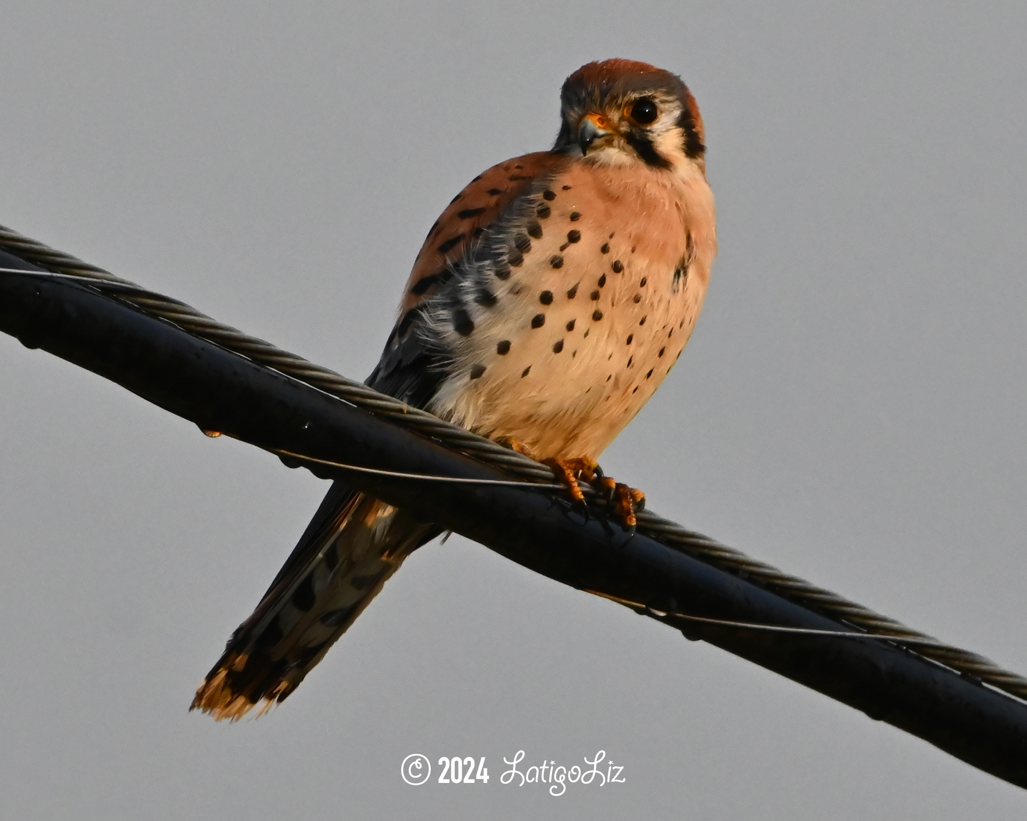 American Kestrel