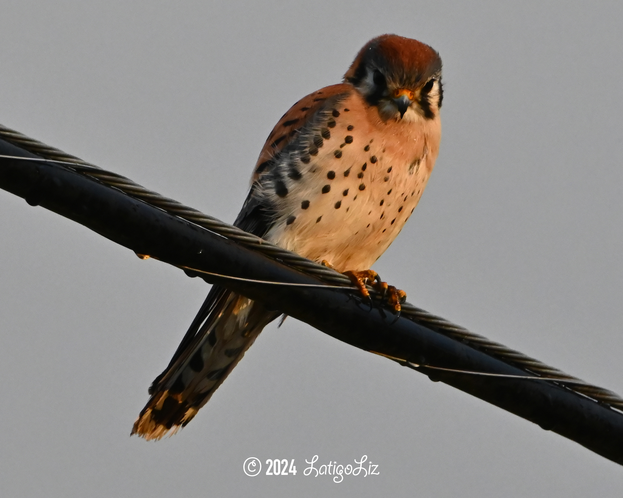 American Kestrel